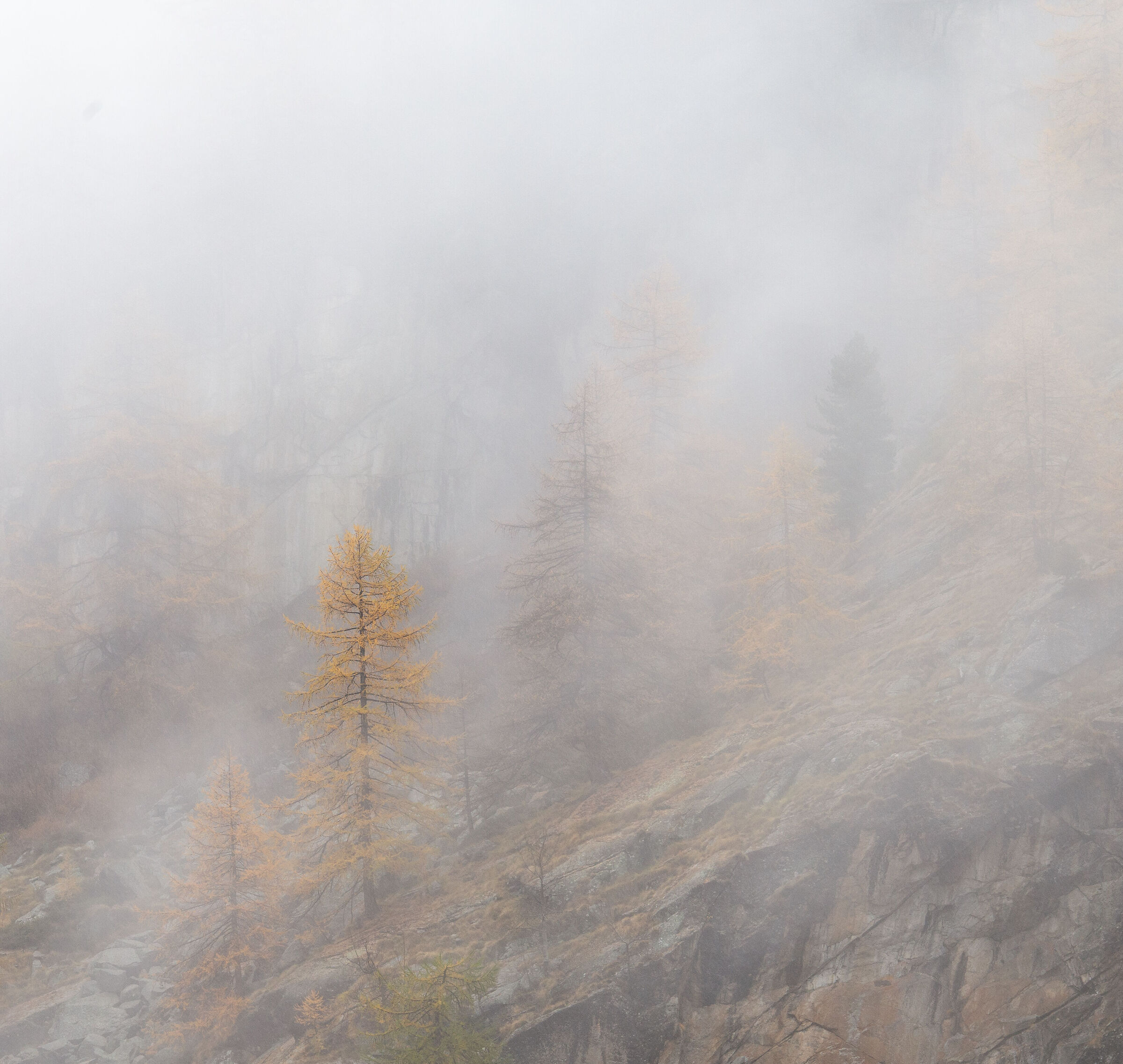 larch and fog in October, Valsavarenche...