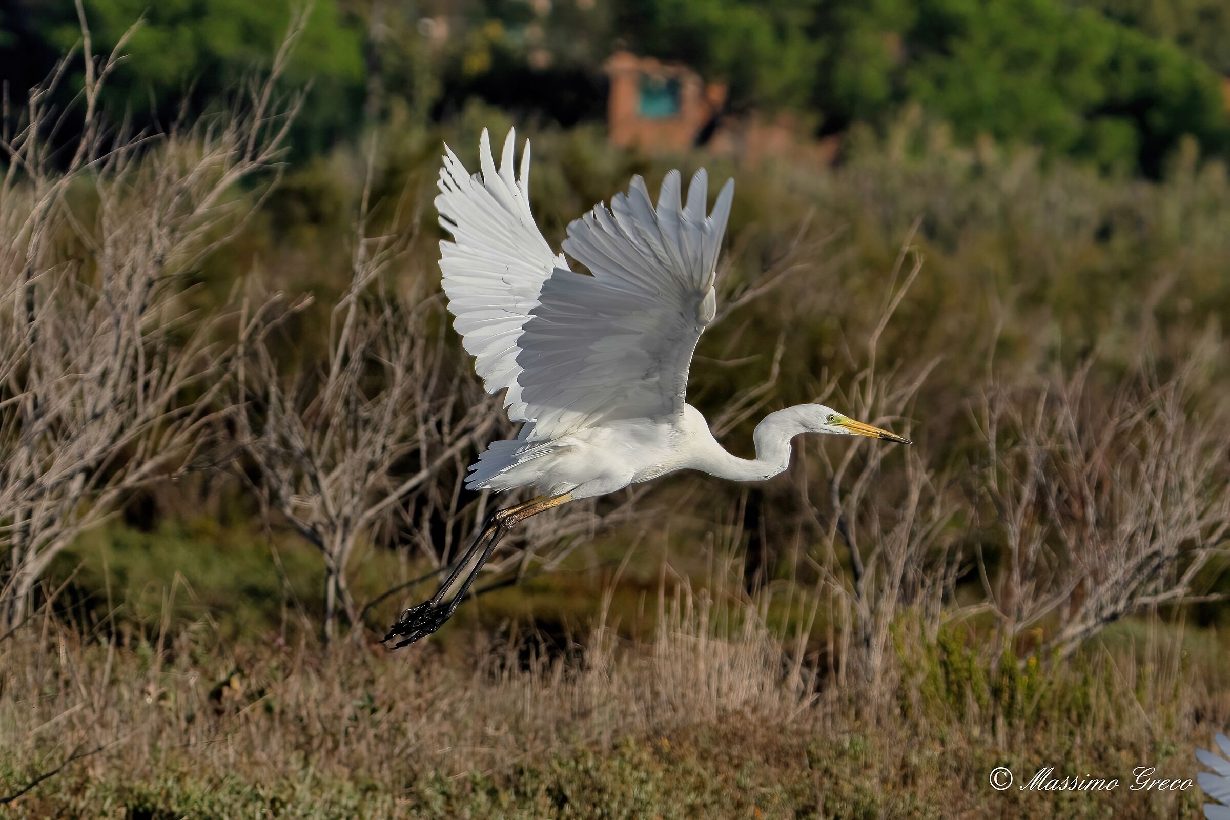 Great white heron ...