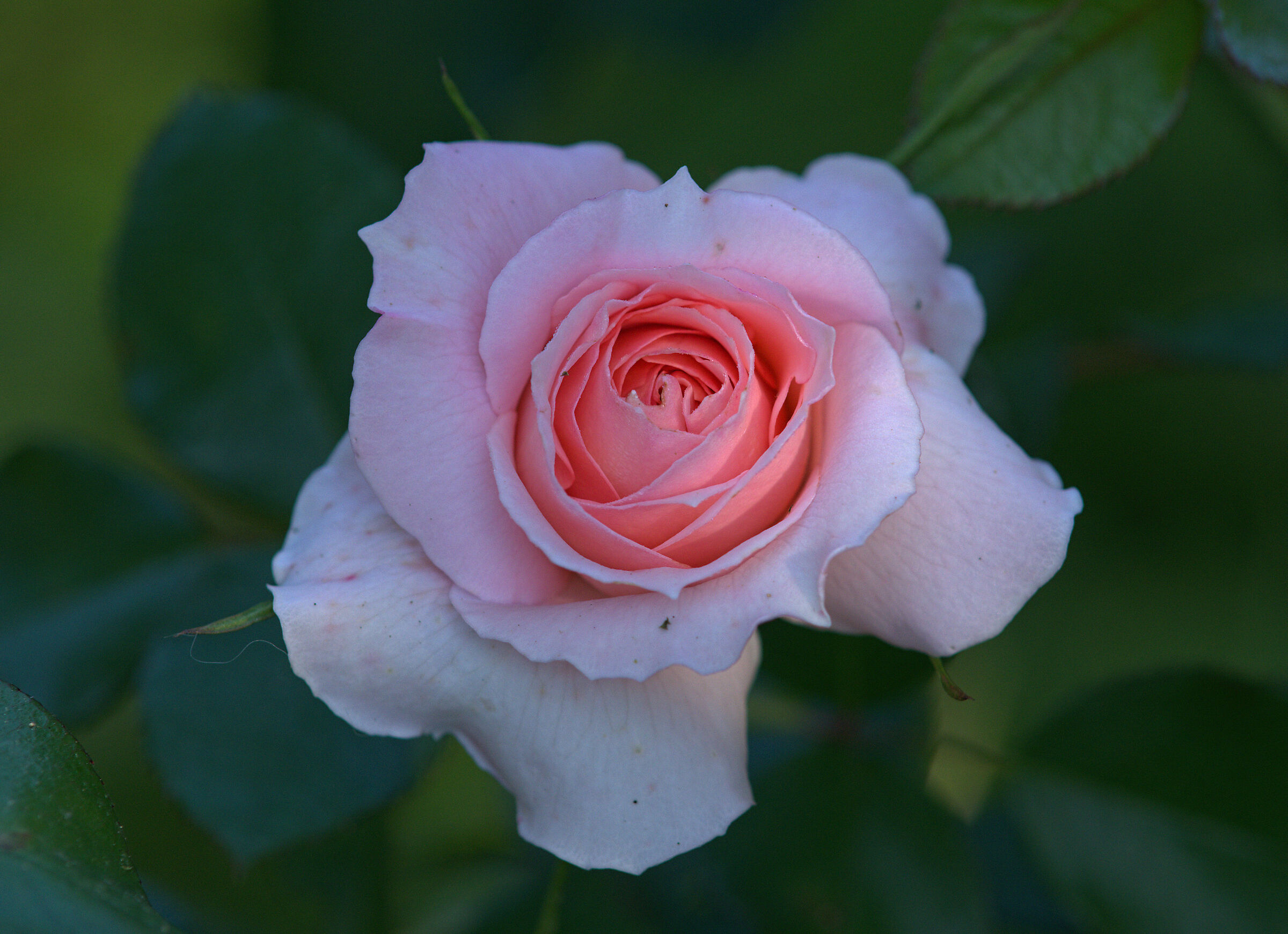 English rose...