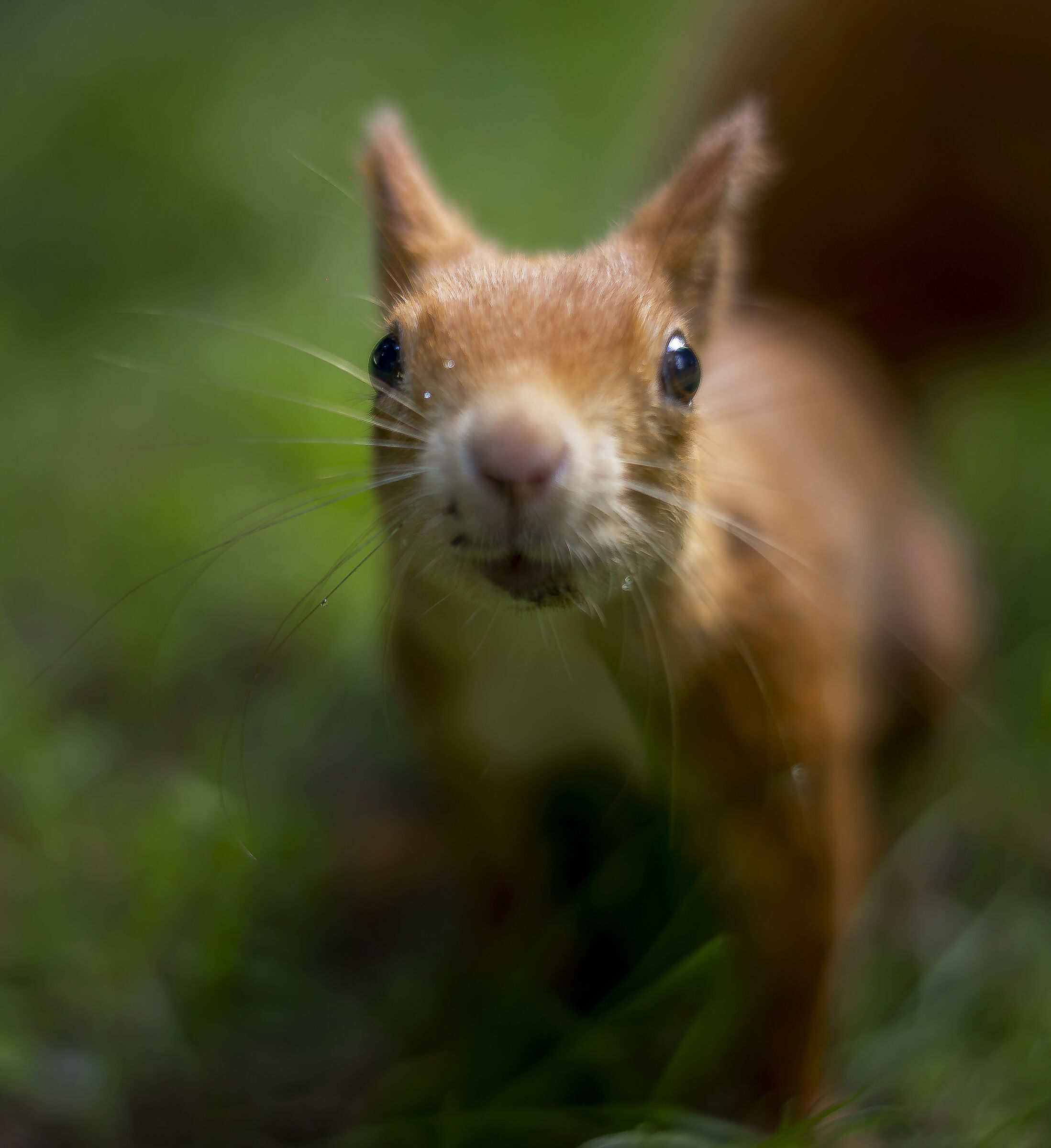 Red squirrel with manual focus...