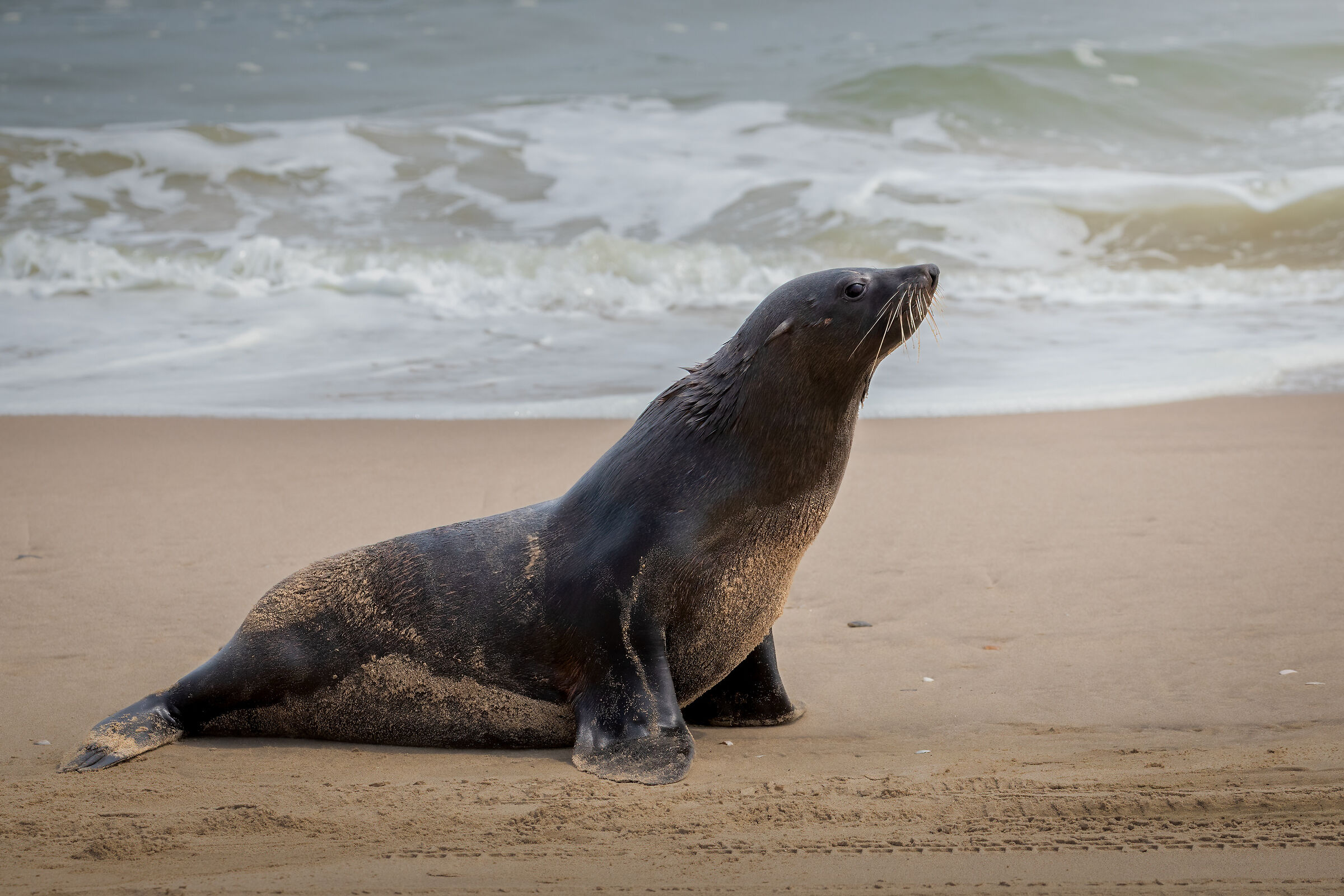Cape fur seal...