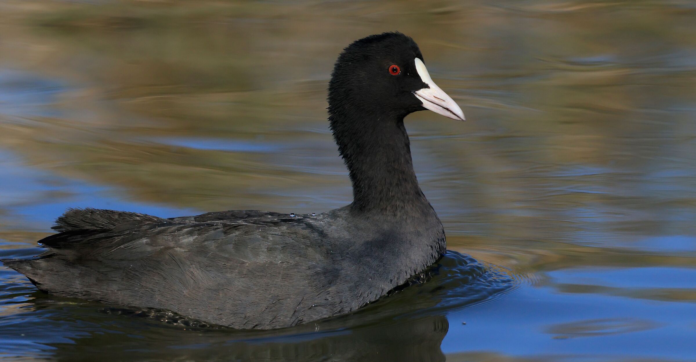 young coot...