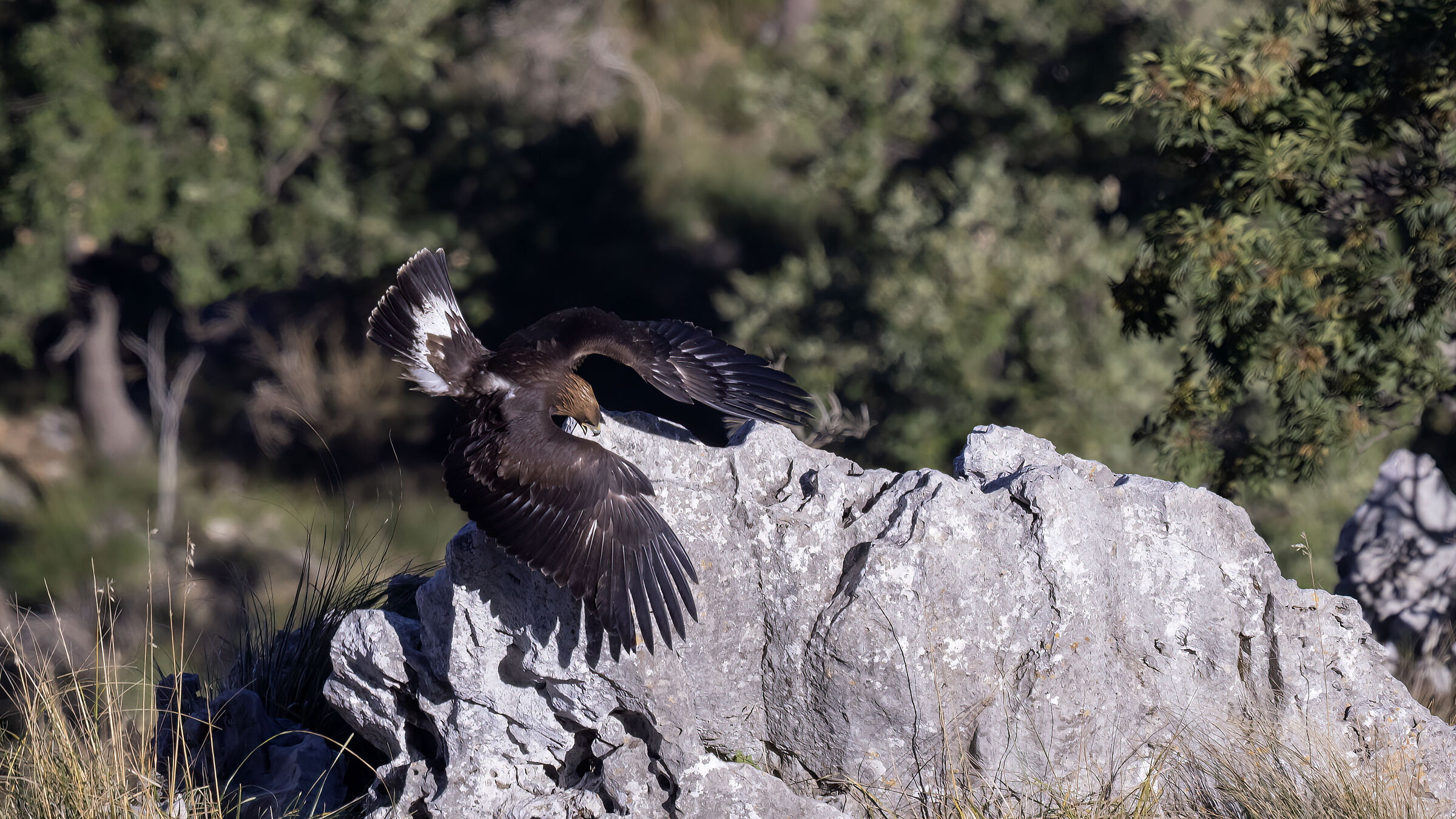 Golden eagle, young...