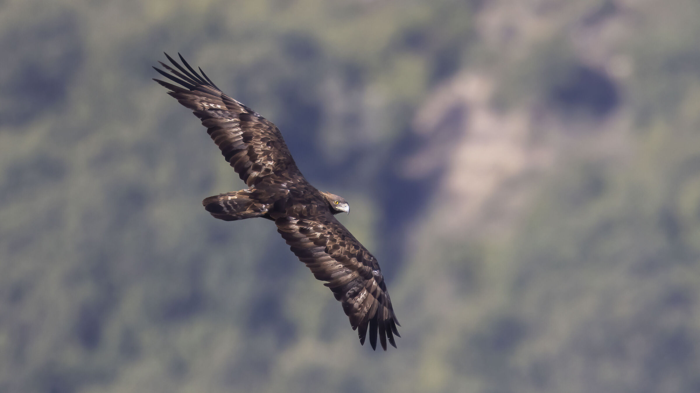 Aquila reale, maschio adulto nidificante...