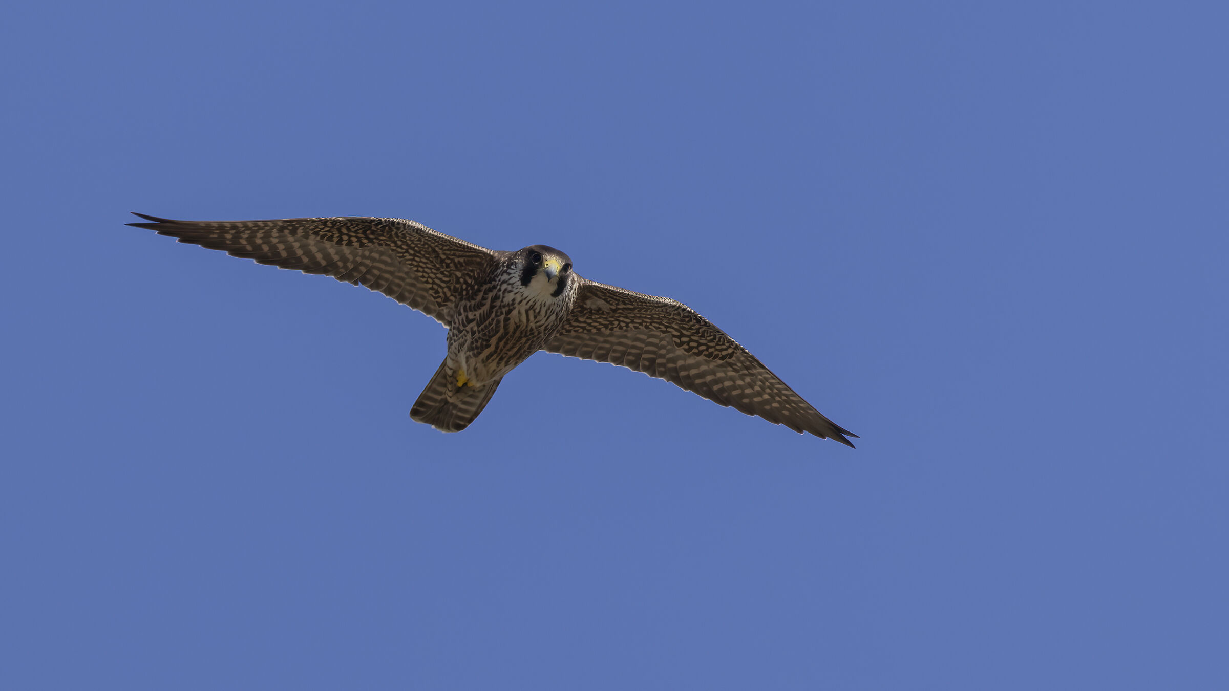 Adult peregrine falcon...