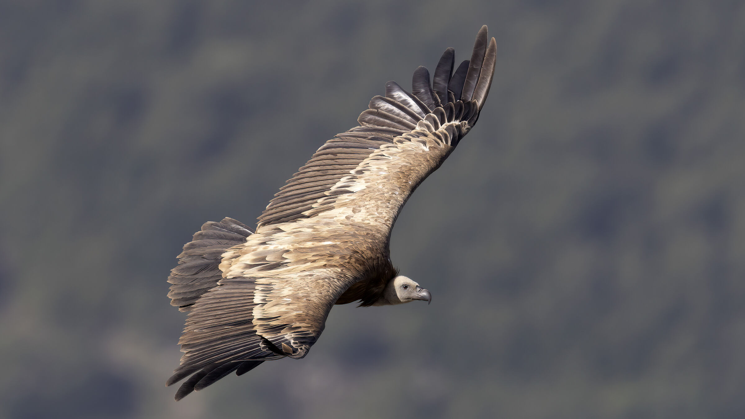 Griffon vulture...