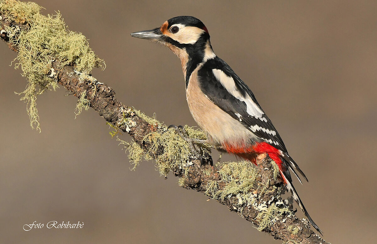 Greater spotted woodpecker......