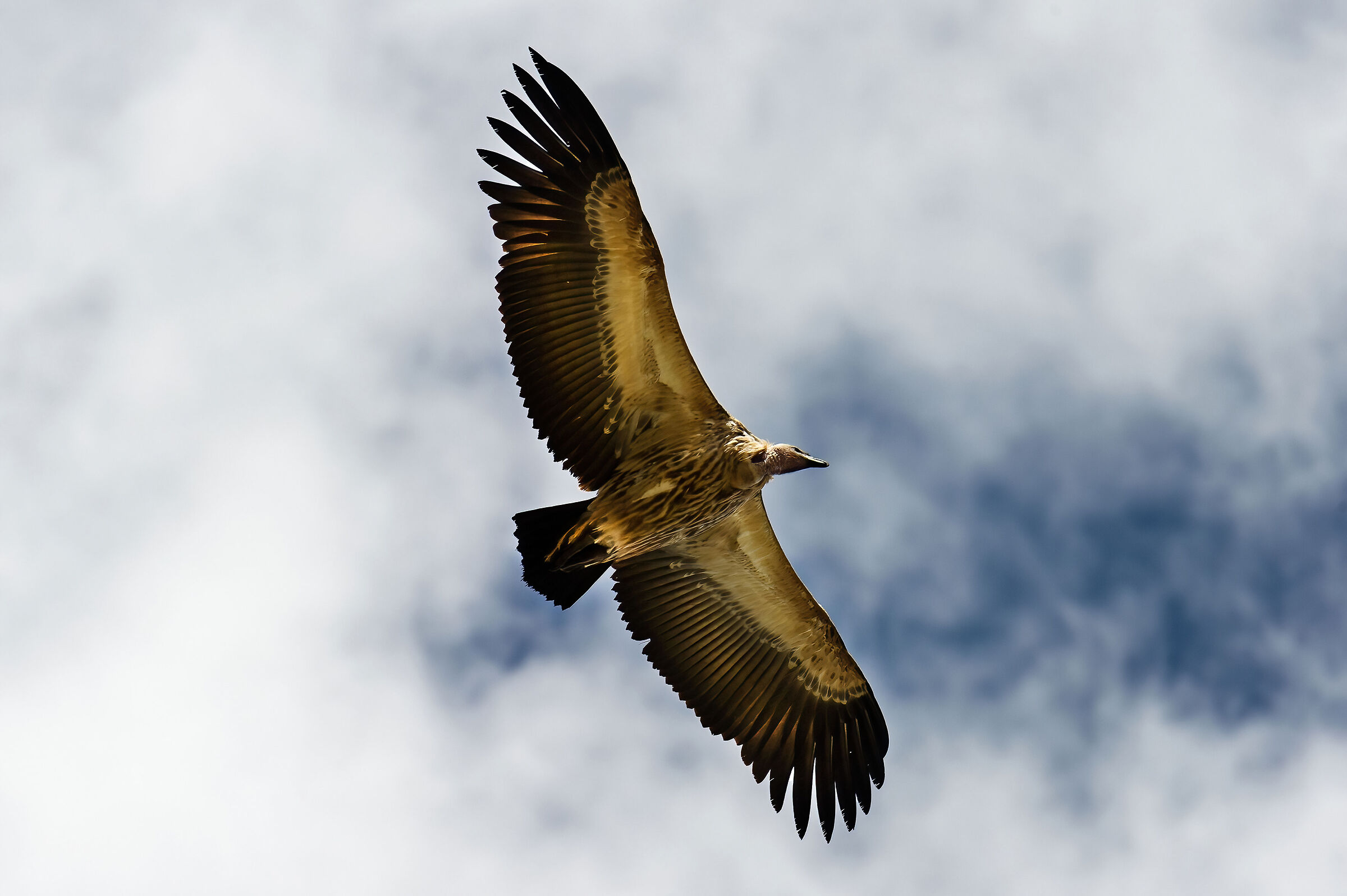 Avvoltoio del Capo (Gyps coprotheres)...