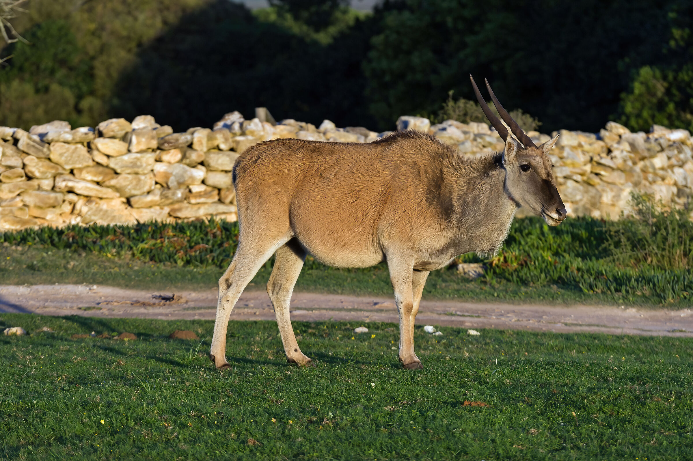 Antilope alcina (Taurotragus oryx)...
