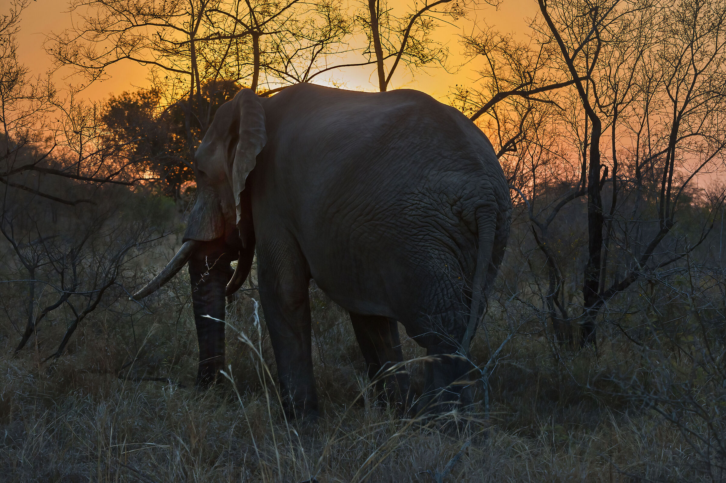 African elephant (Loxodonta africana)...