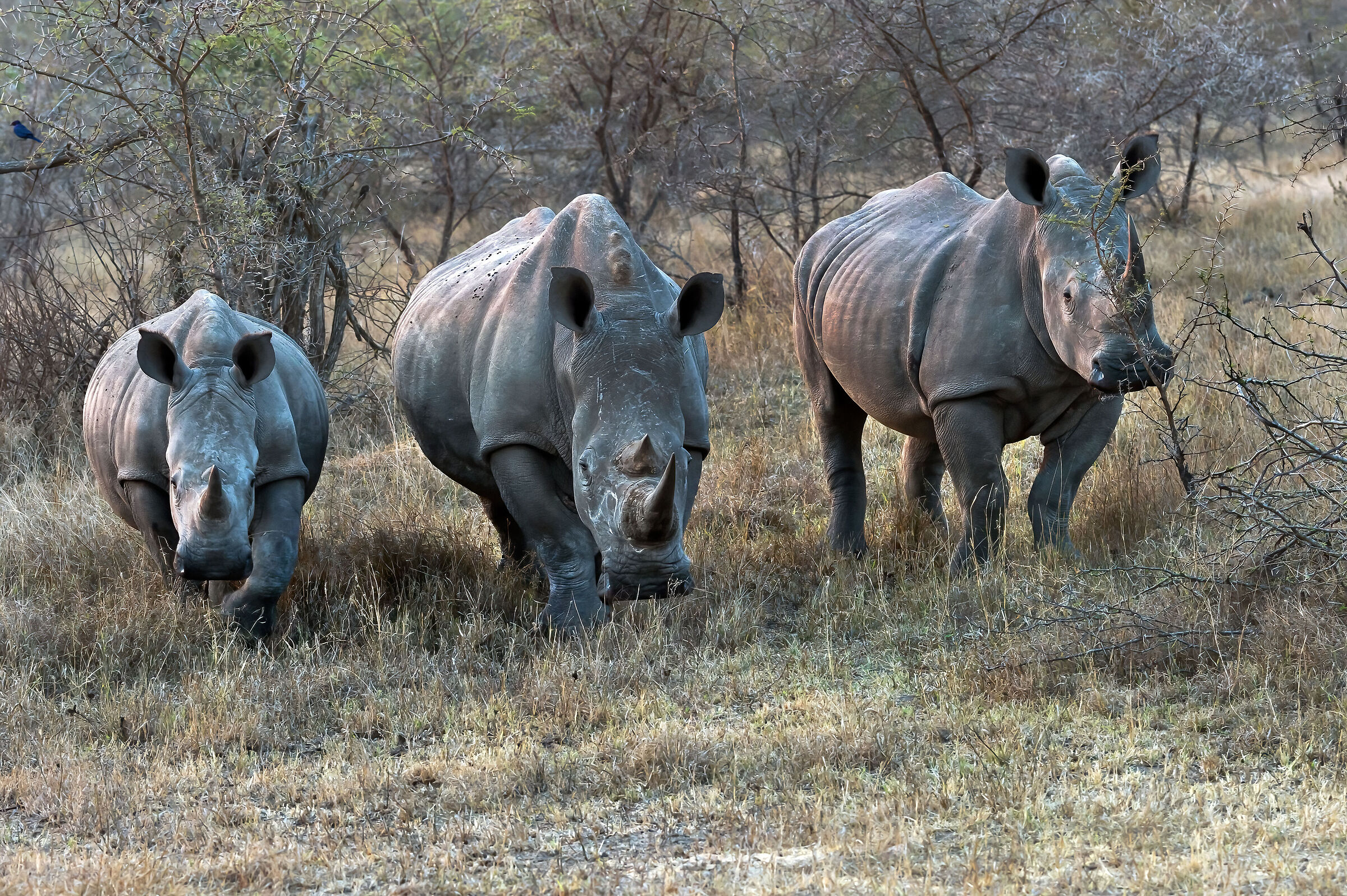 Rinoceronti bianchi (Ceratotherium simum)...