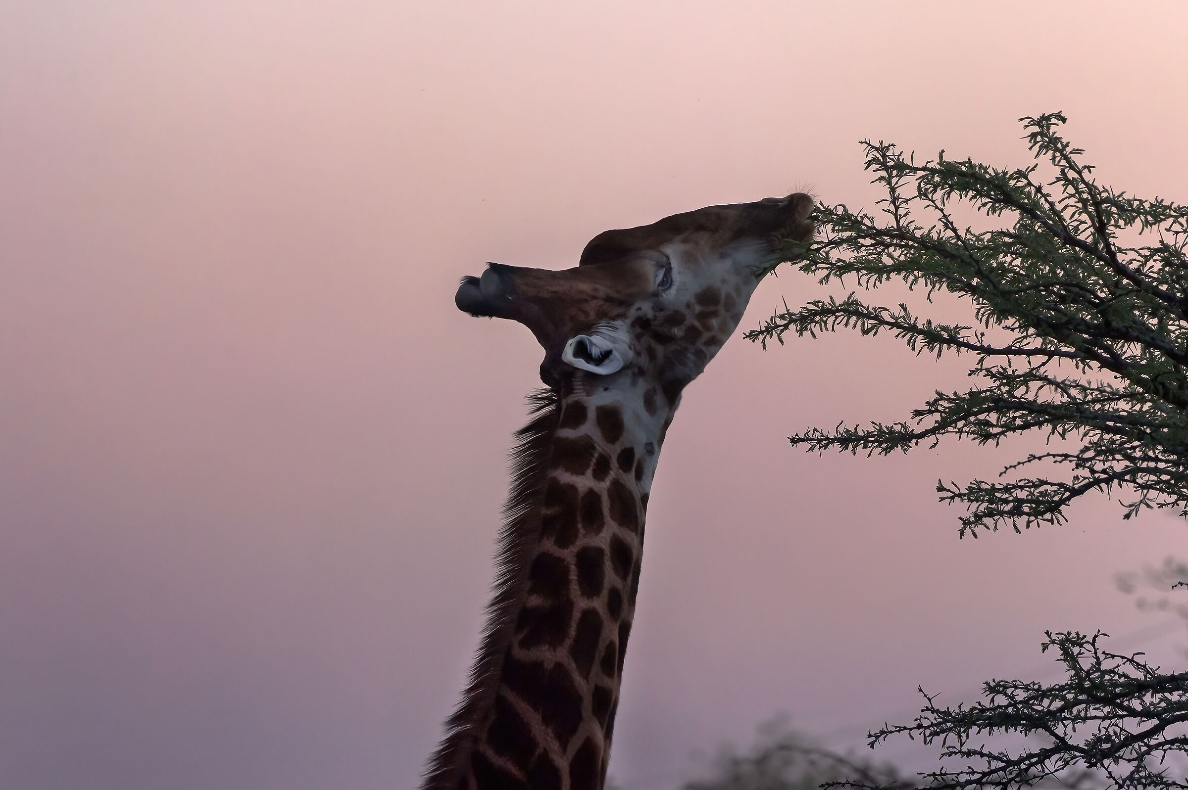 Giraffa sudafricana (G. camelopardalis g.)...