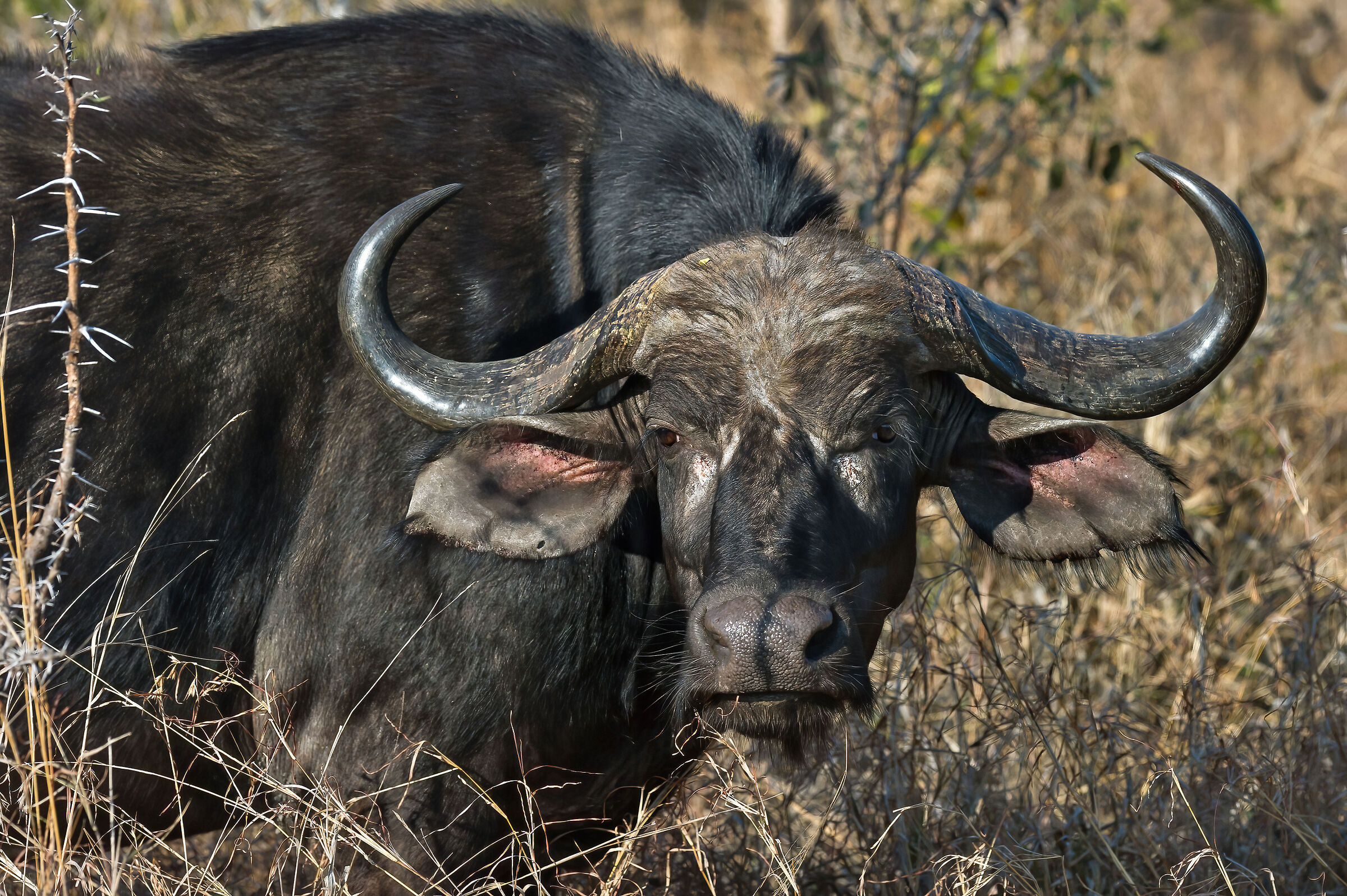 African buffalo (Syncerus caffer)...