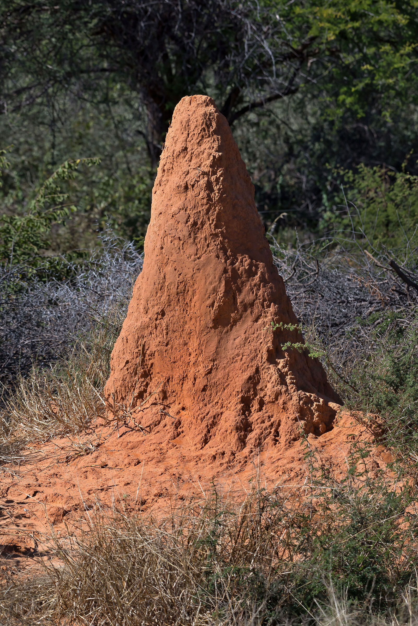 Termite mounds...