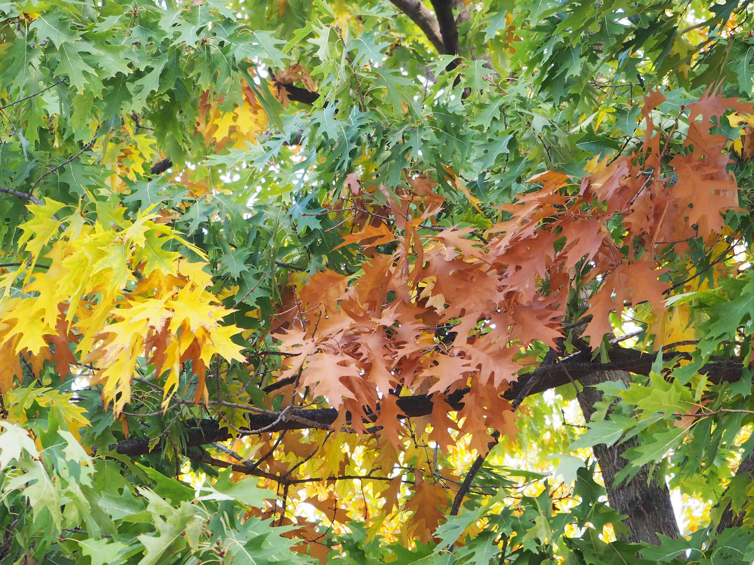 I colori dell'autunno.2...