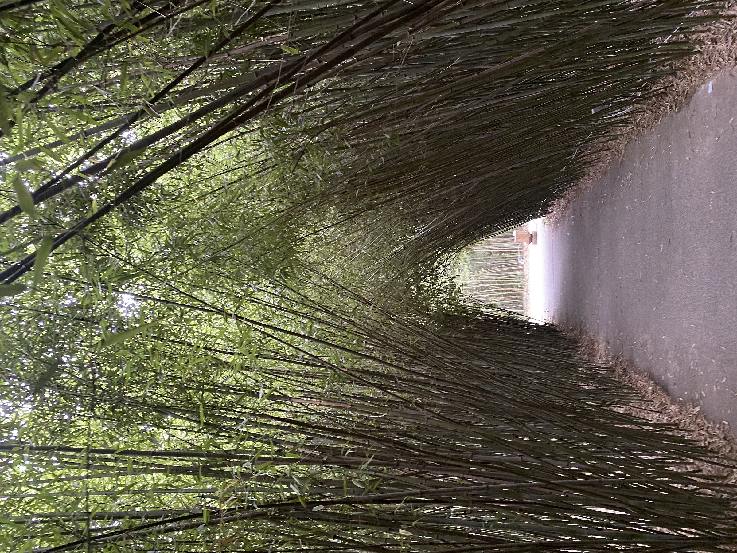 Labirinto di bambù...