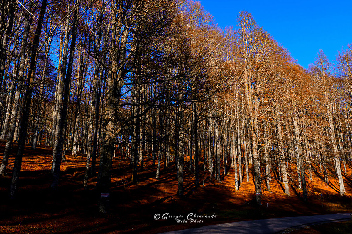 Long shadows of Autumn on the beech tree (Monte Pizzoc)...