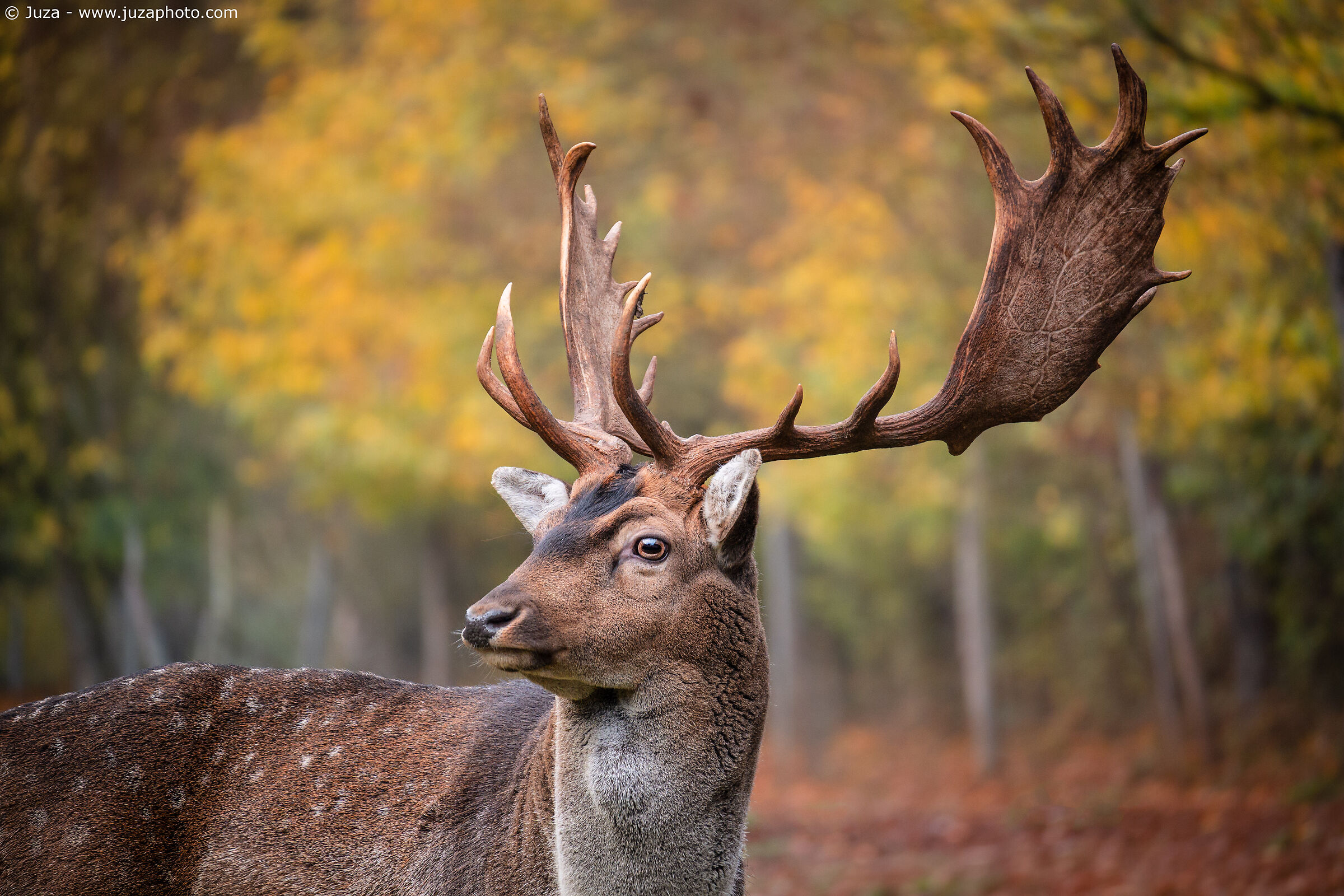 Fallow deer among the autumn colors...