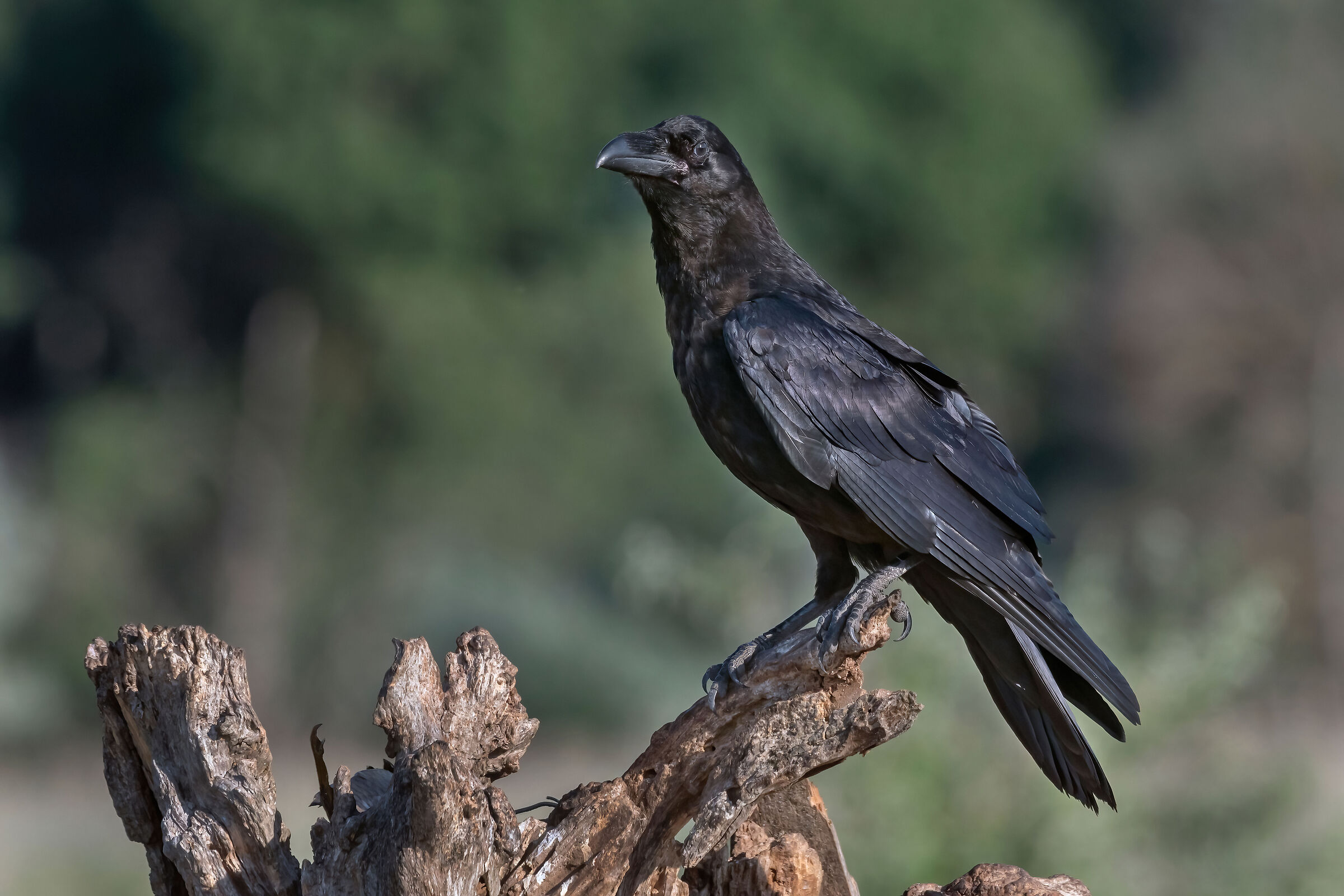 Corvo imperiale (Corvus corax)...