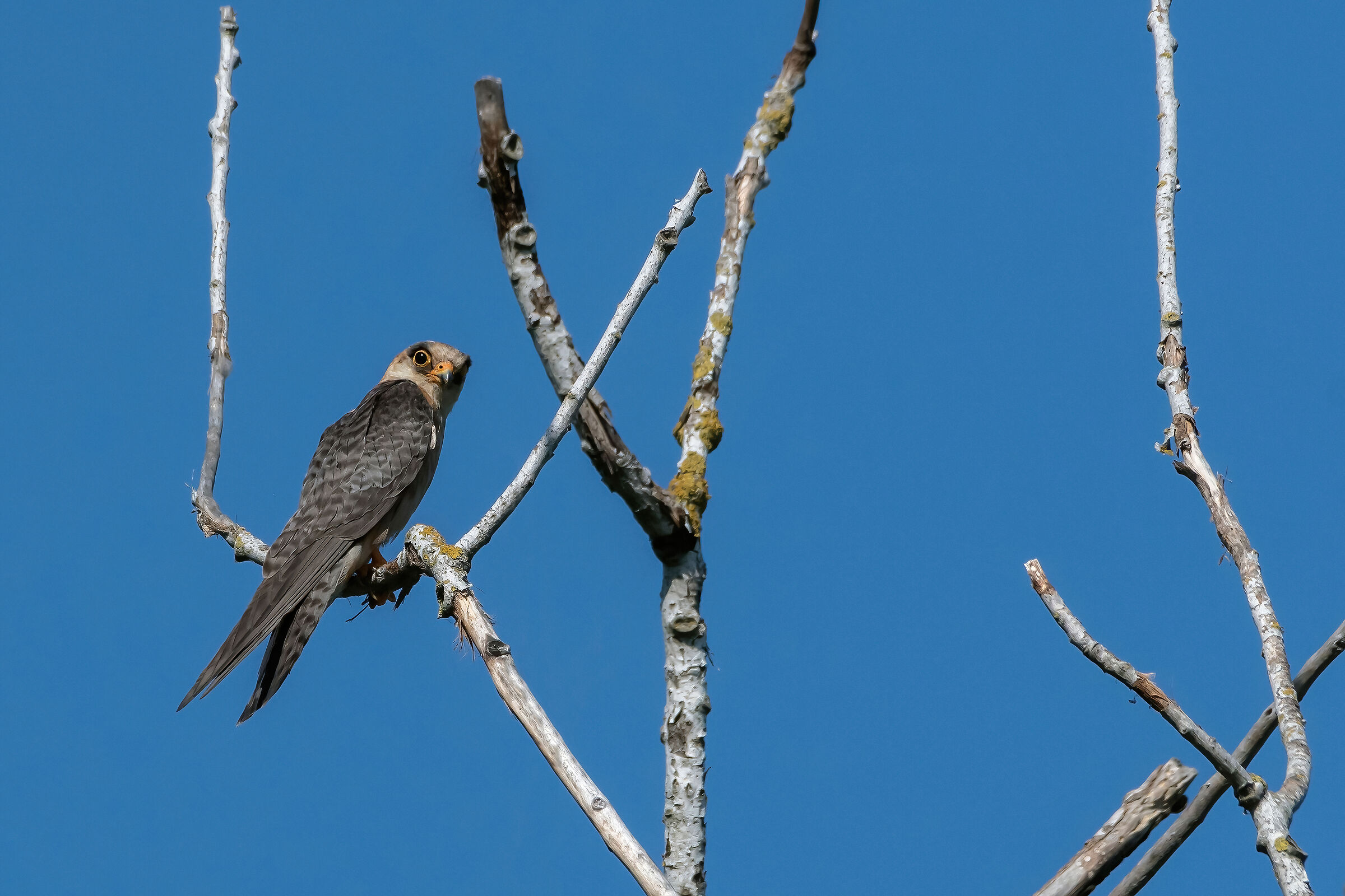 Falco-cuculo (Falco vespertinus)...