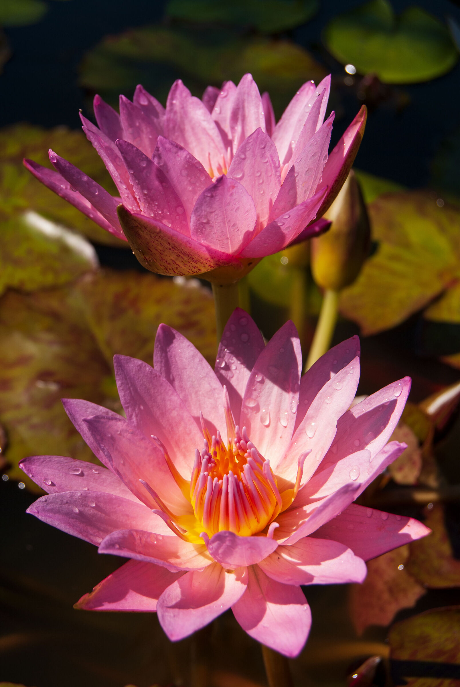 Tropical water lily...