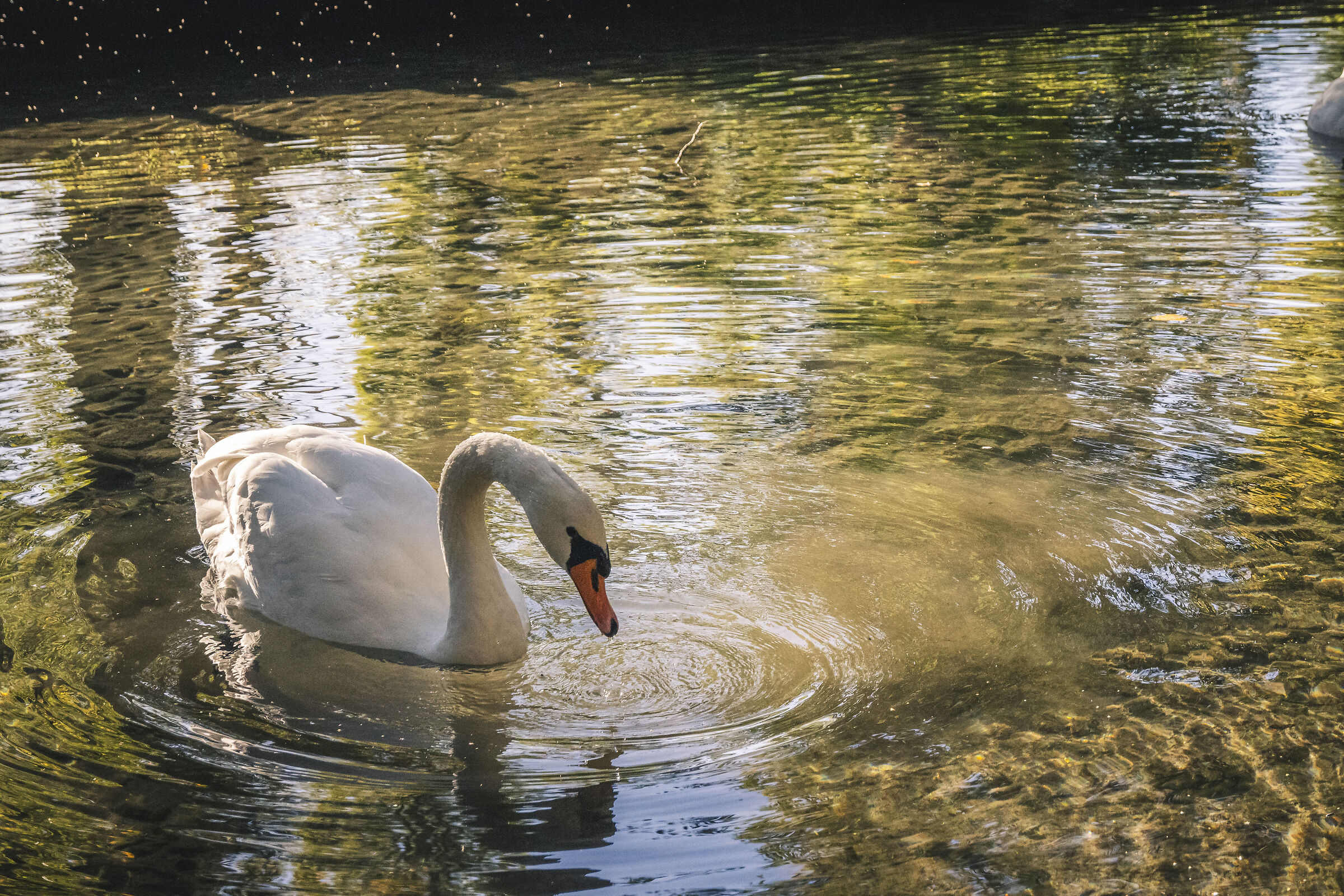 Swan sources of clitunno ...