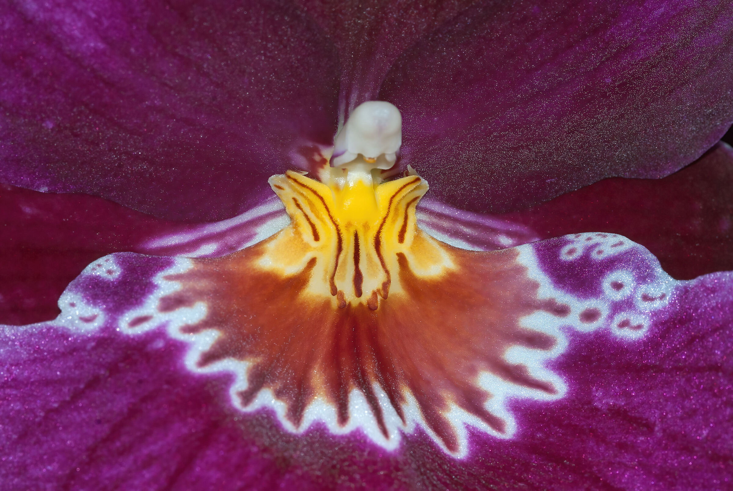 Cultivated orchid...