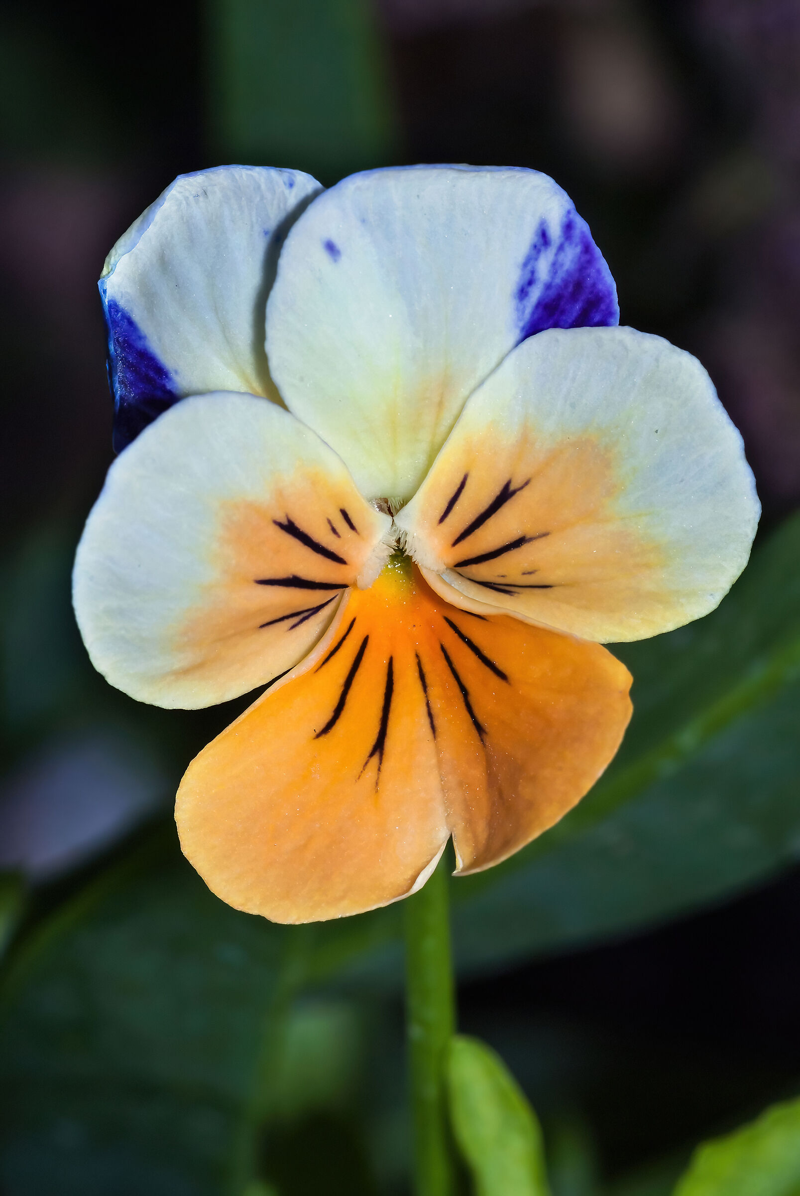 Viola arvensis...