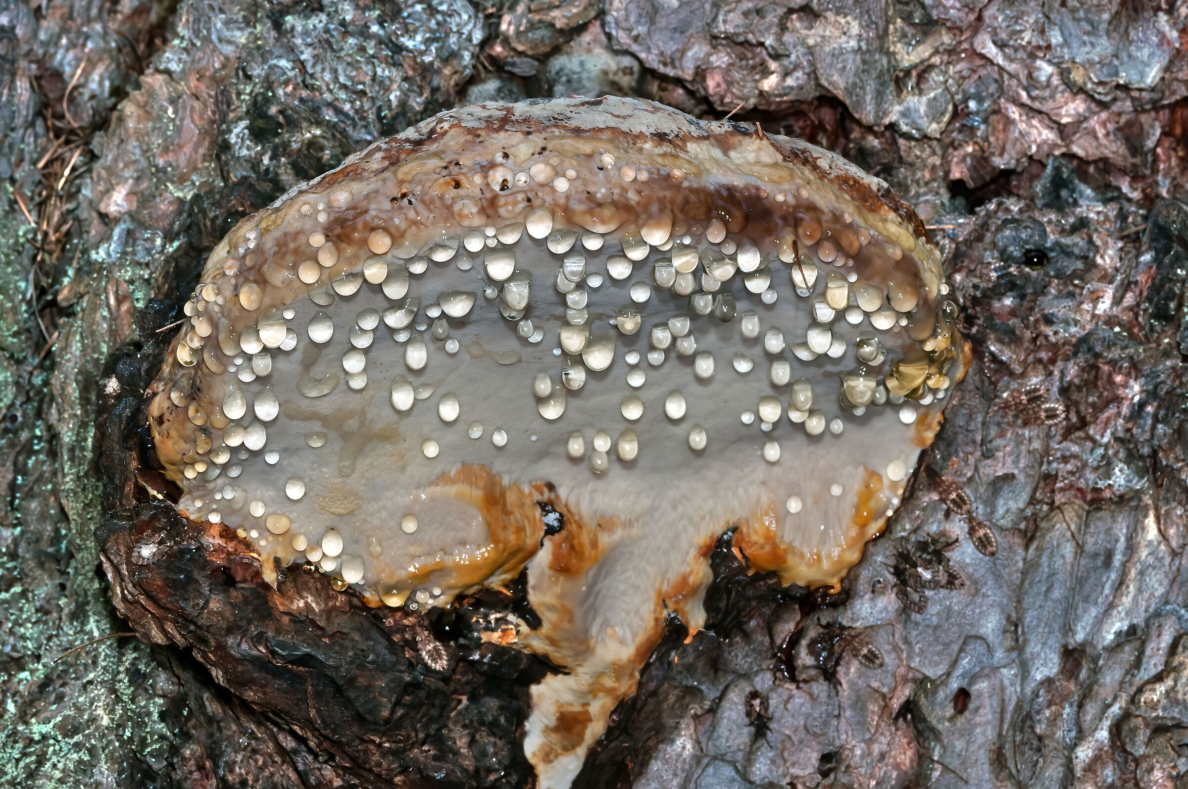 mushroom Poliporo...
