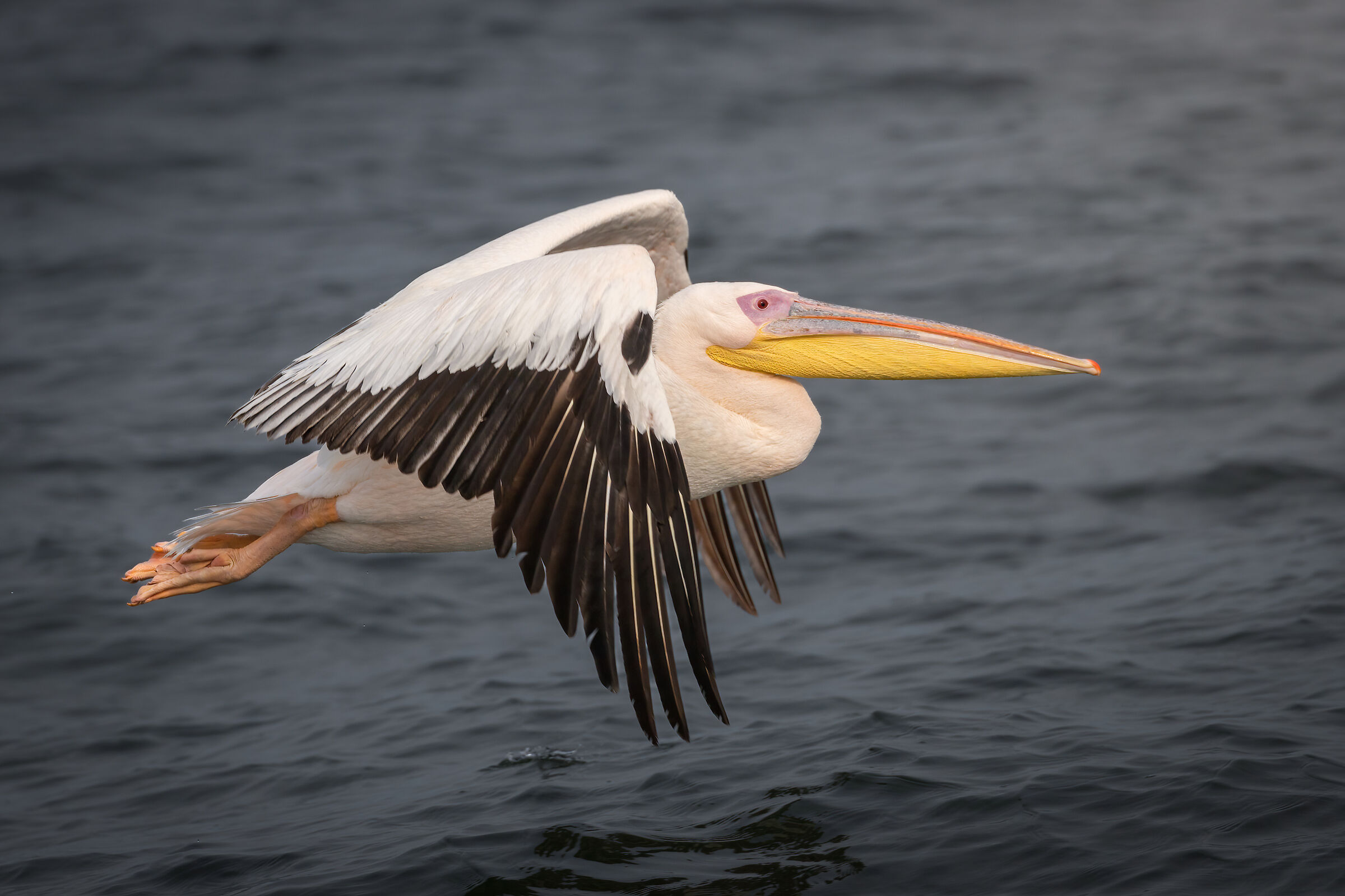Large white pelican...