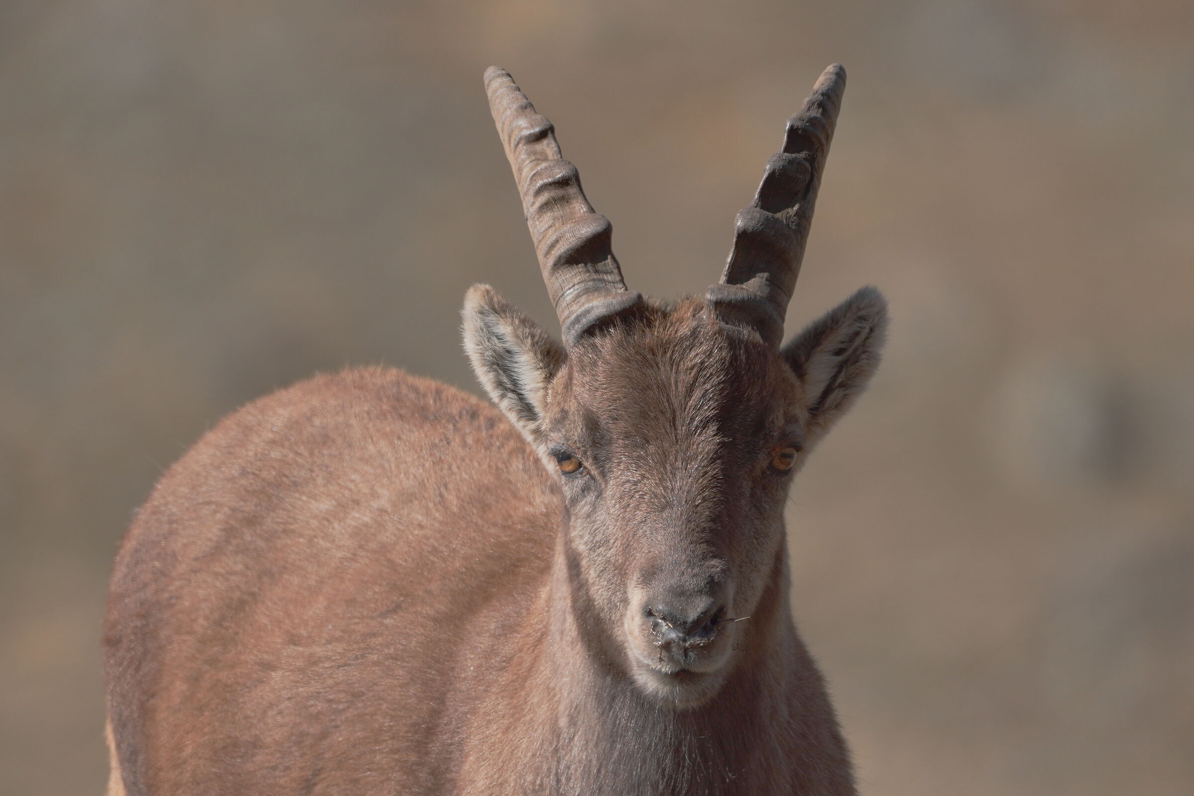 Portrait of the young ibex...