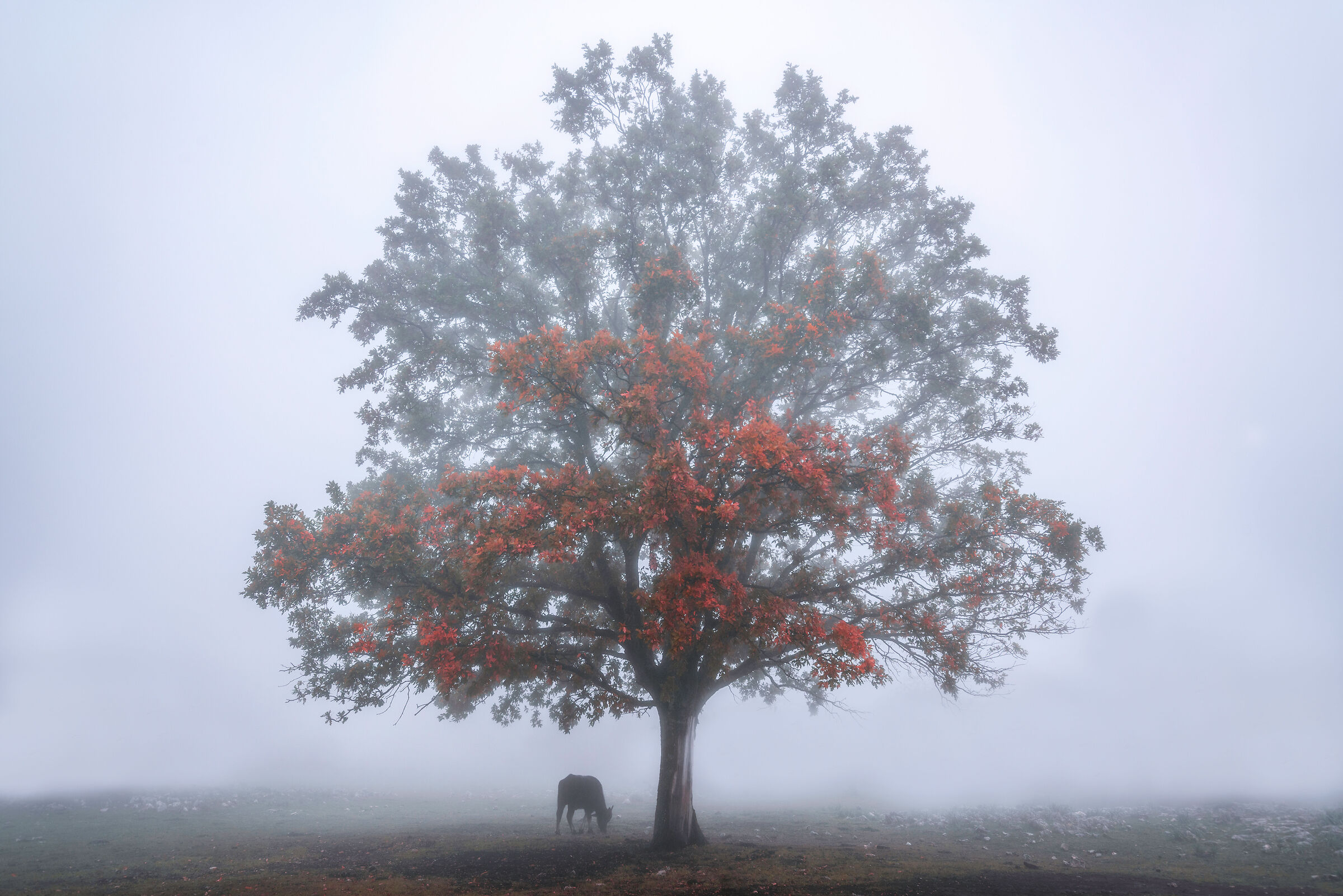 Fog and autumn...