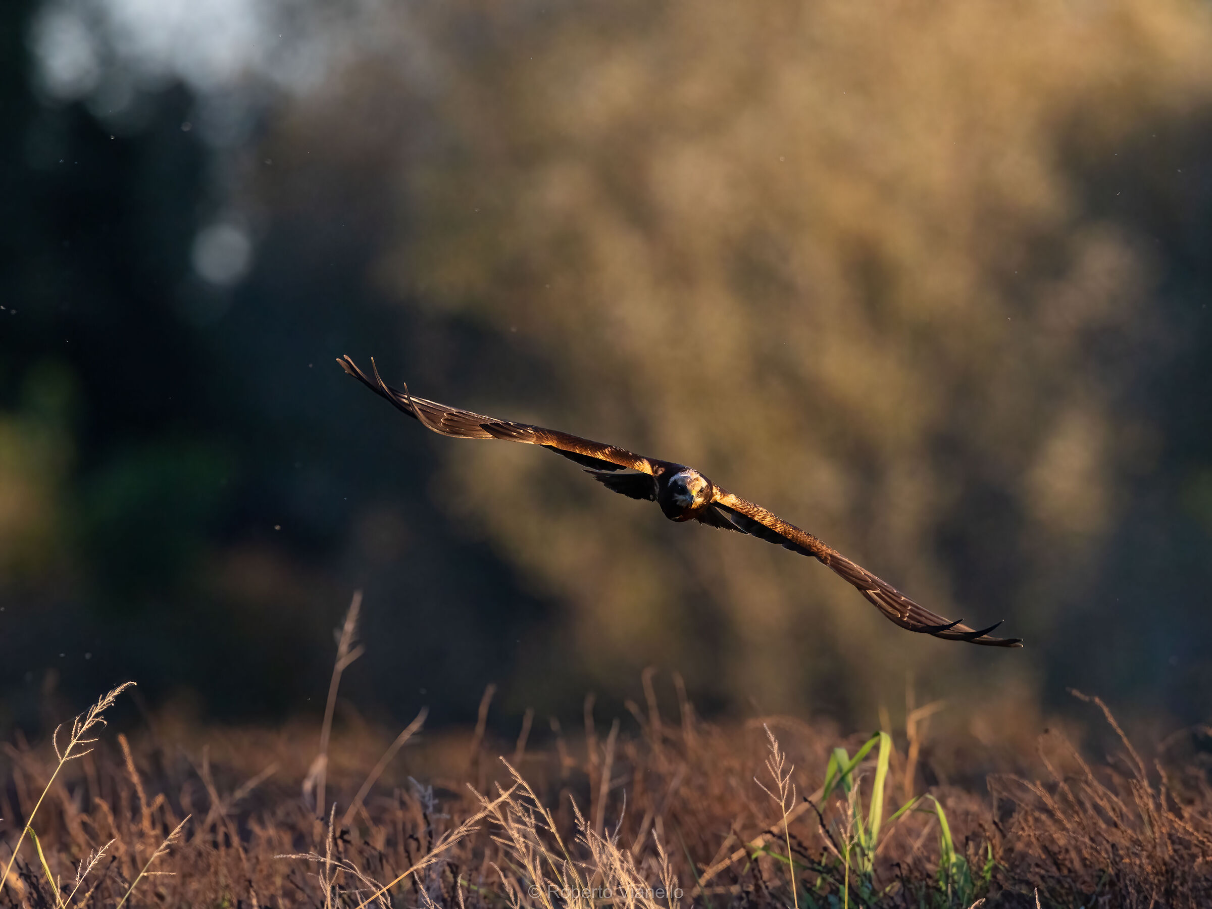 Falco di palude giovane (Circus aeruginosus)...