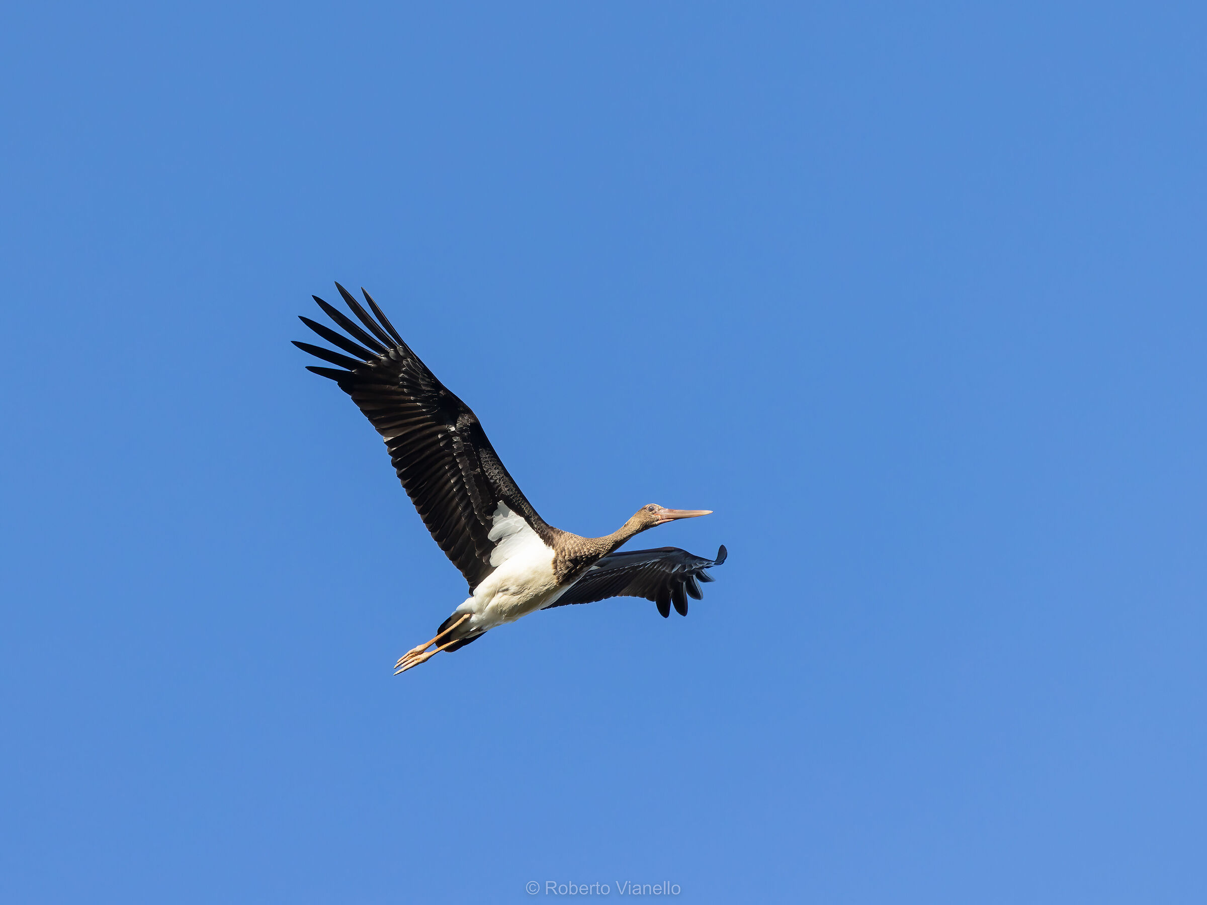 Young black stork (Ciconia nigra)...