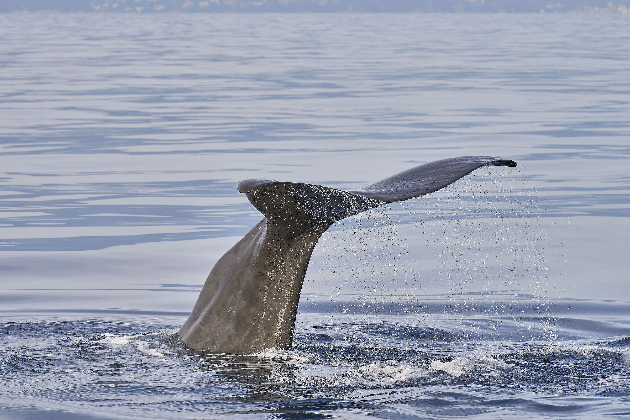 Ligurian sperm whale...