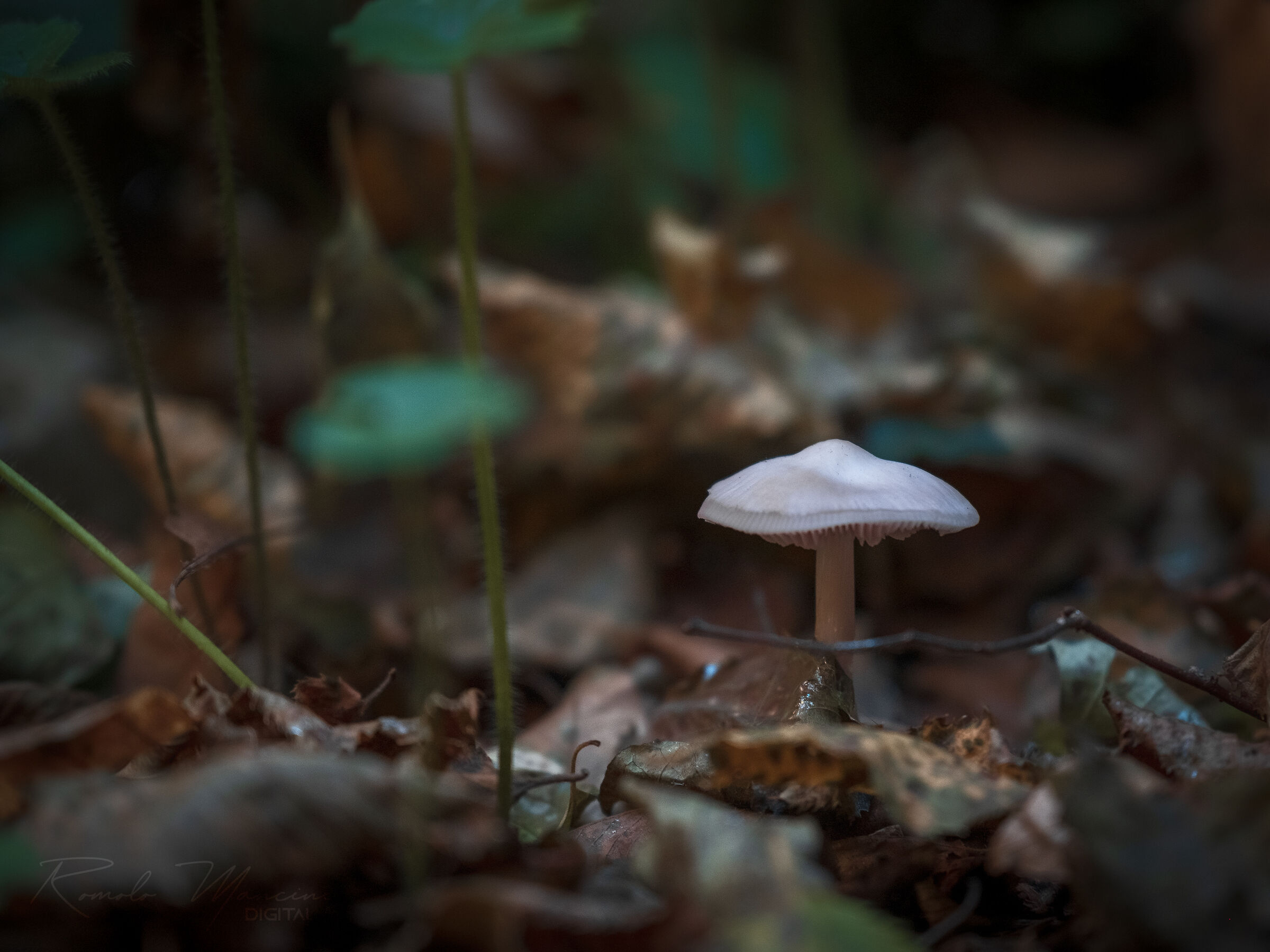 Mushroom |...