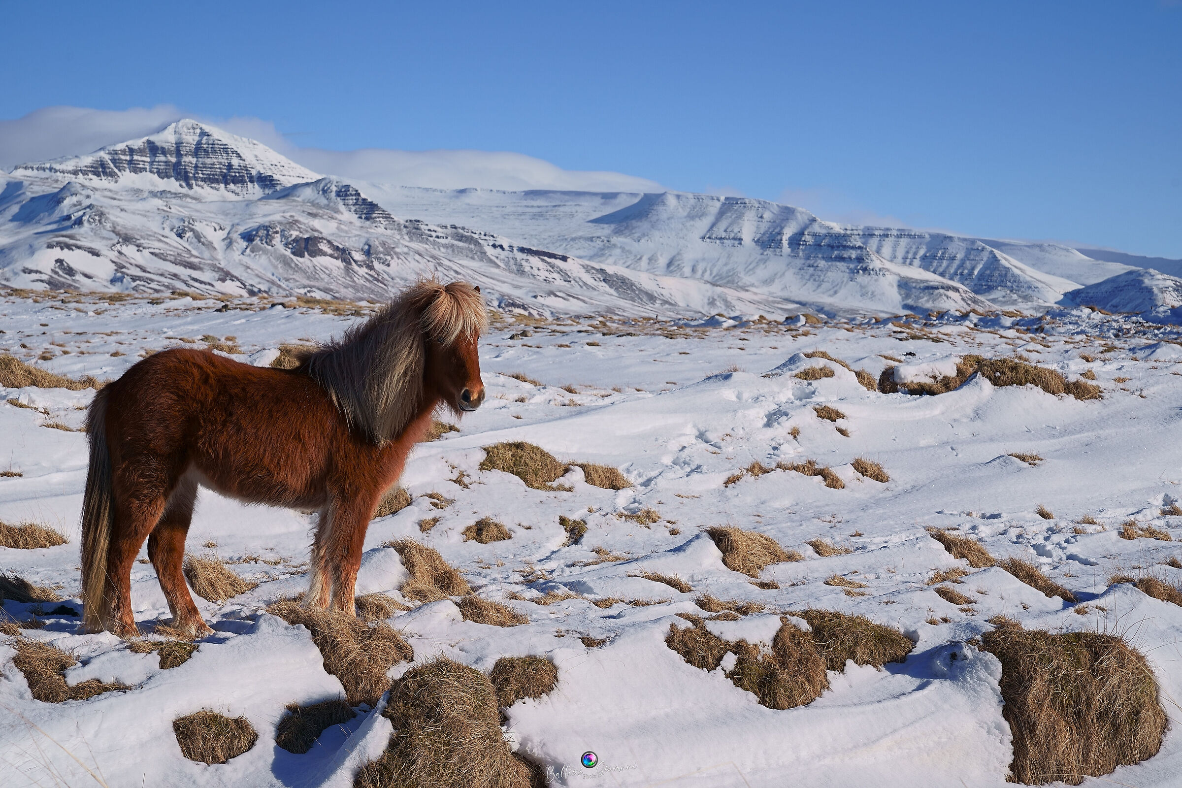 Icelandic Horse...