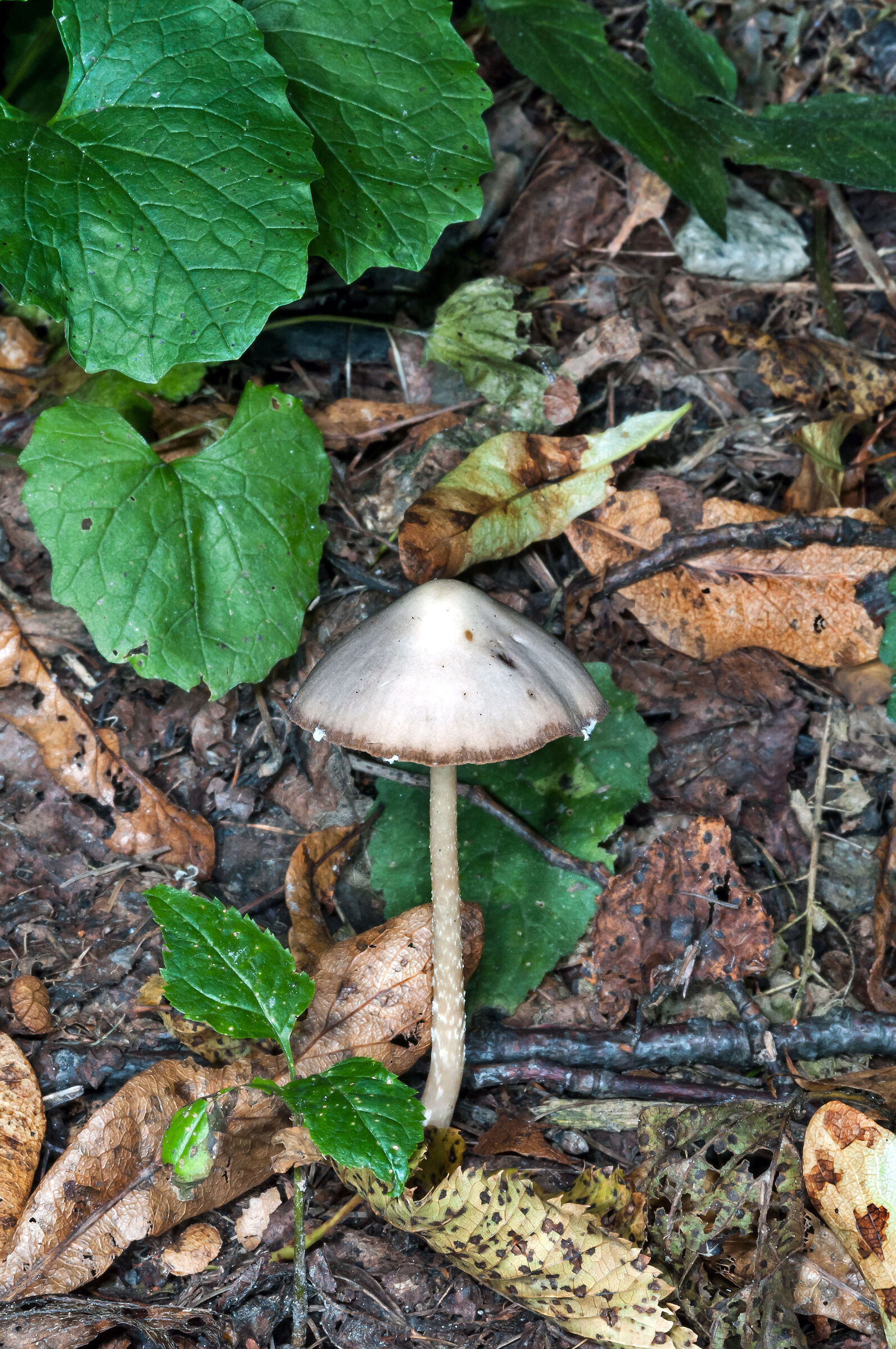 Undergrowth with mushroom...