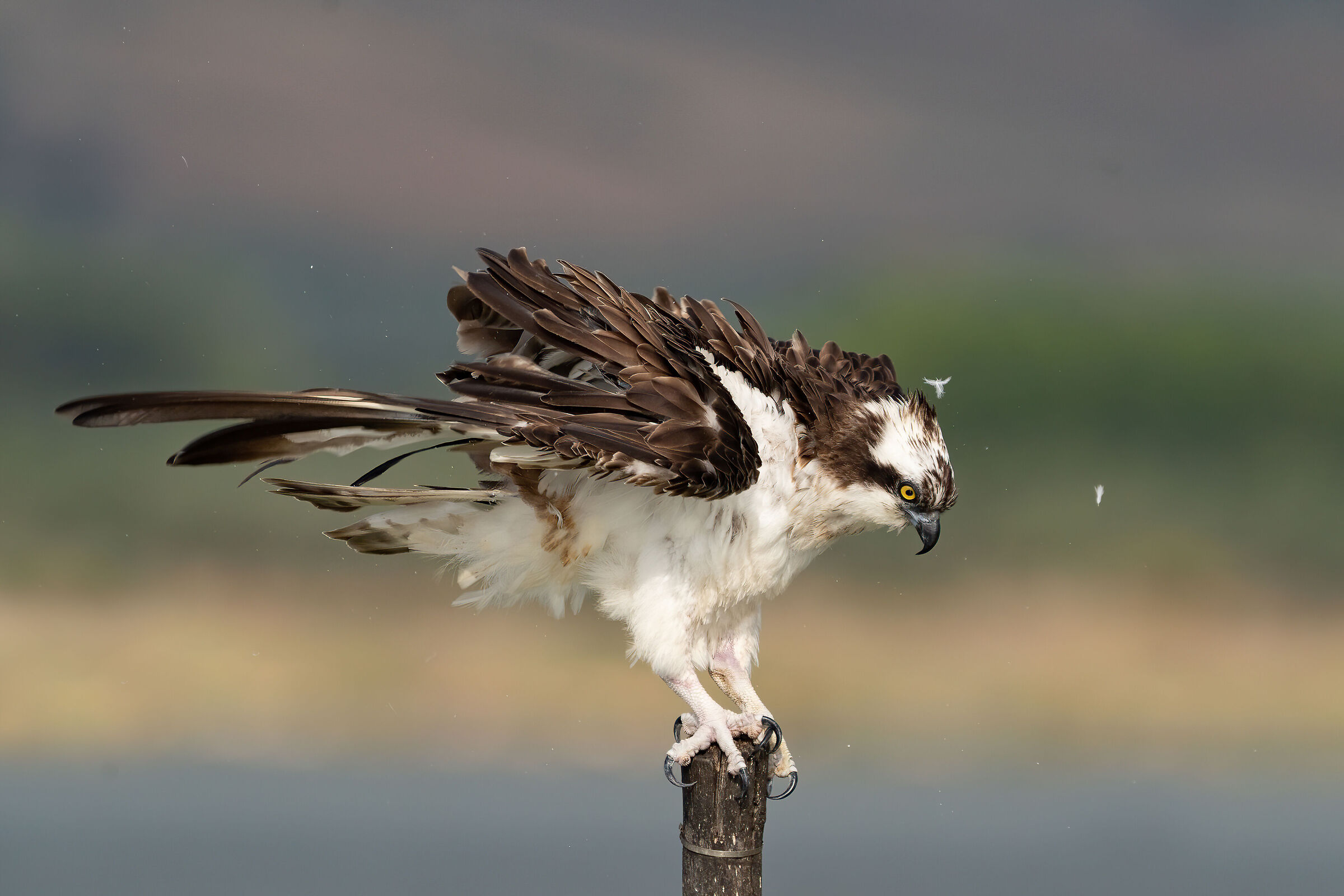 Falco pescatore - high speed...