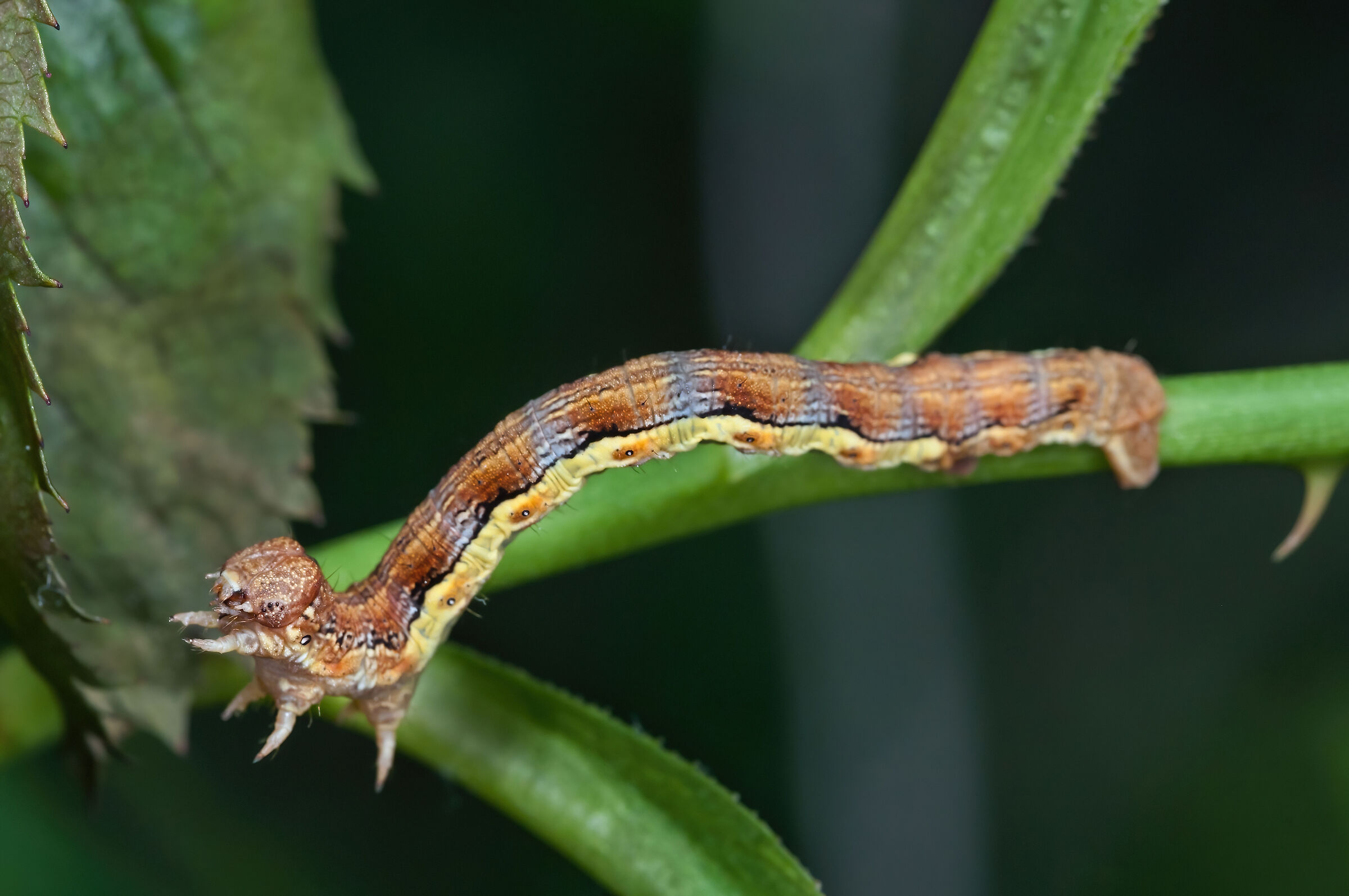 Erannis defoliaria caterpillar...