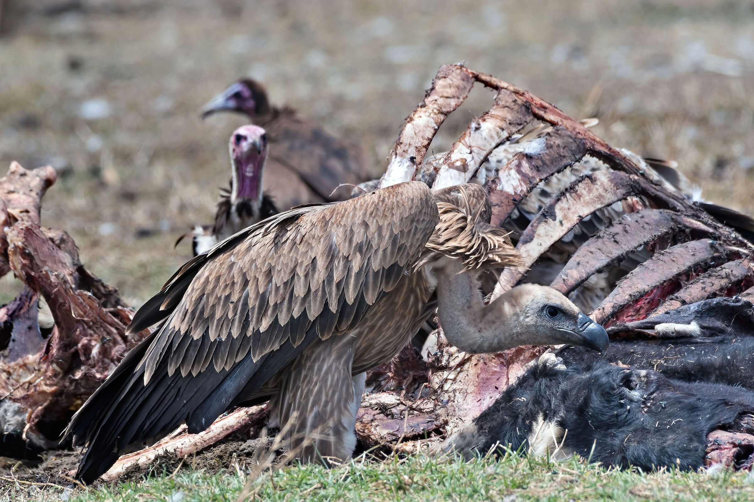 Avvoltoi su carcassa di mucca...
