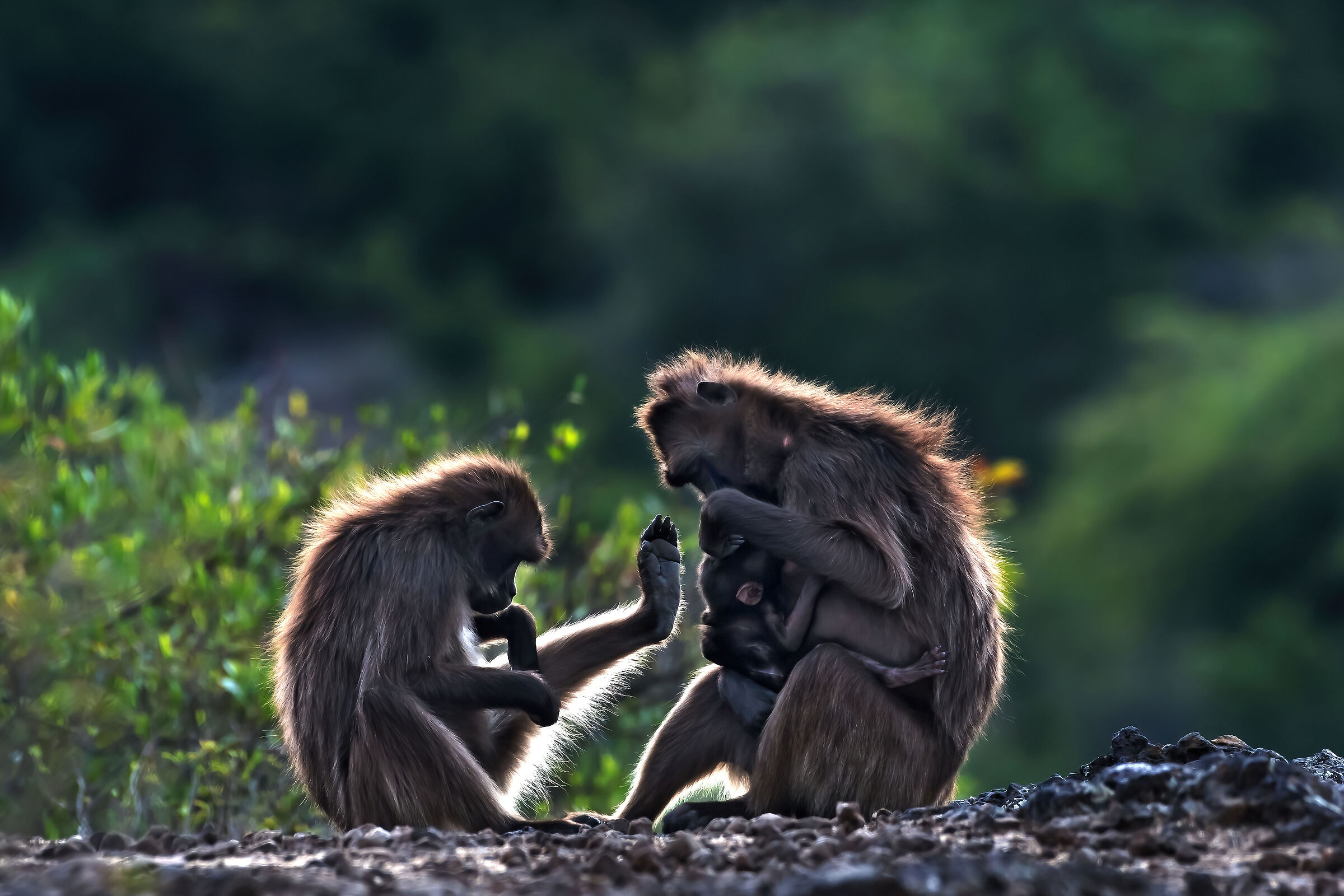 babbuini Gelada (Theropithecus gelada), Gelada baboons...