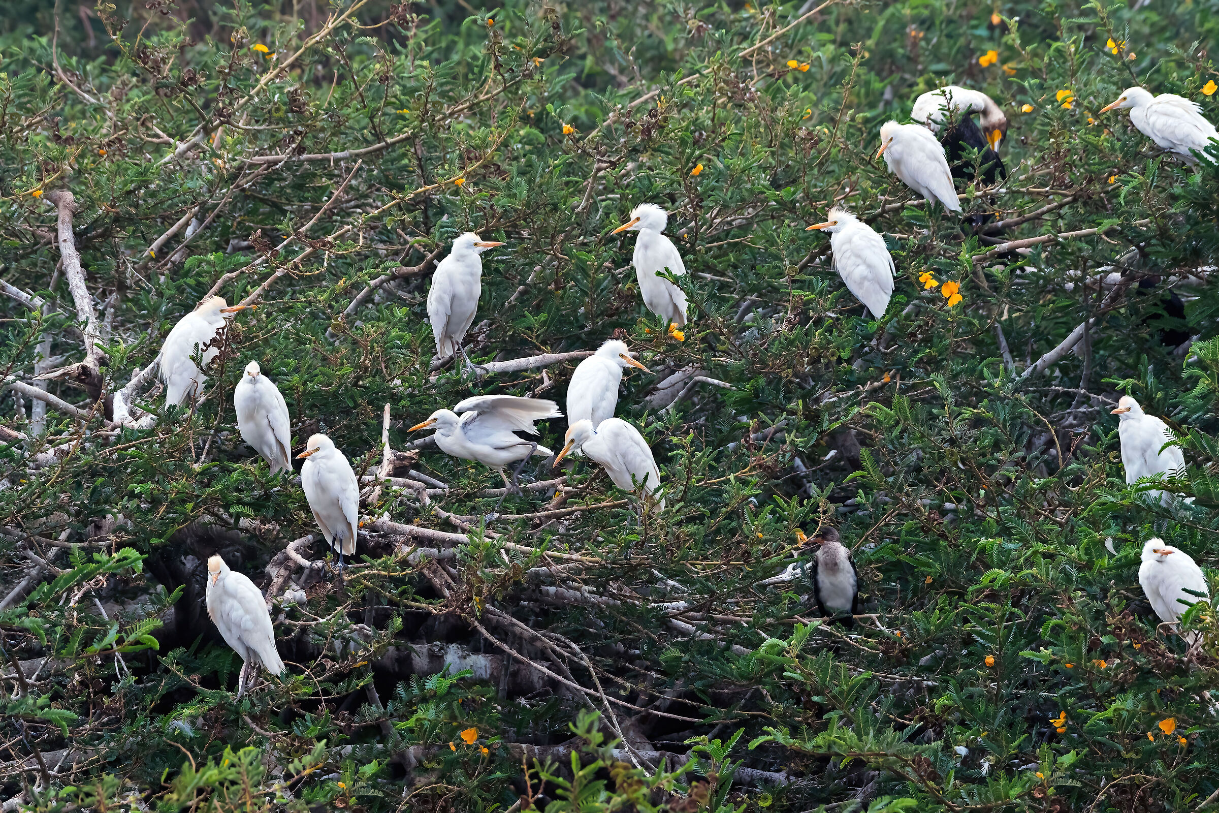 Aironi guardabuoi (Bubulcus ibis)...