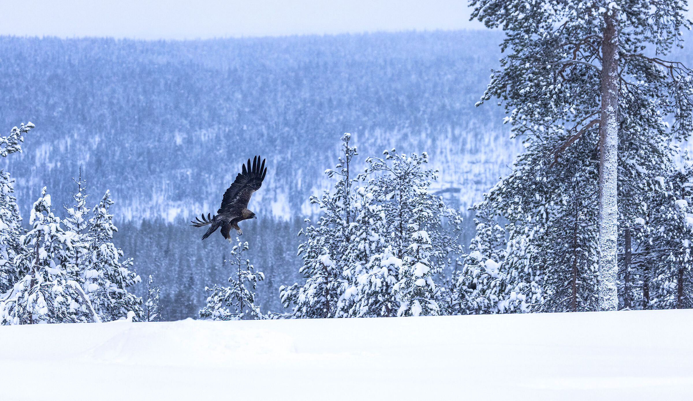 The golden eagle and the snowy landscape...