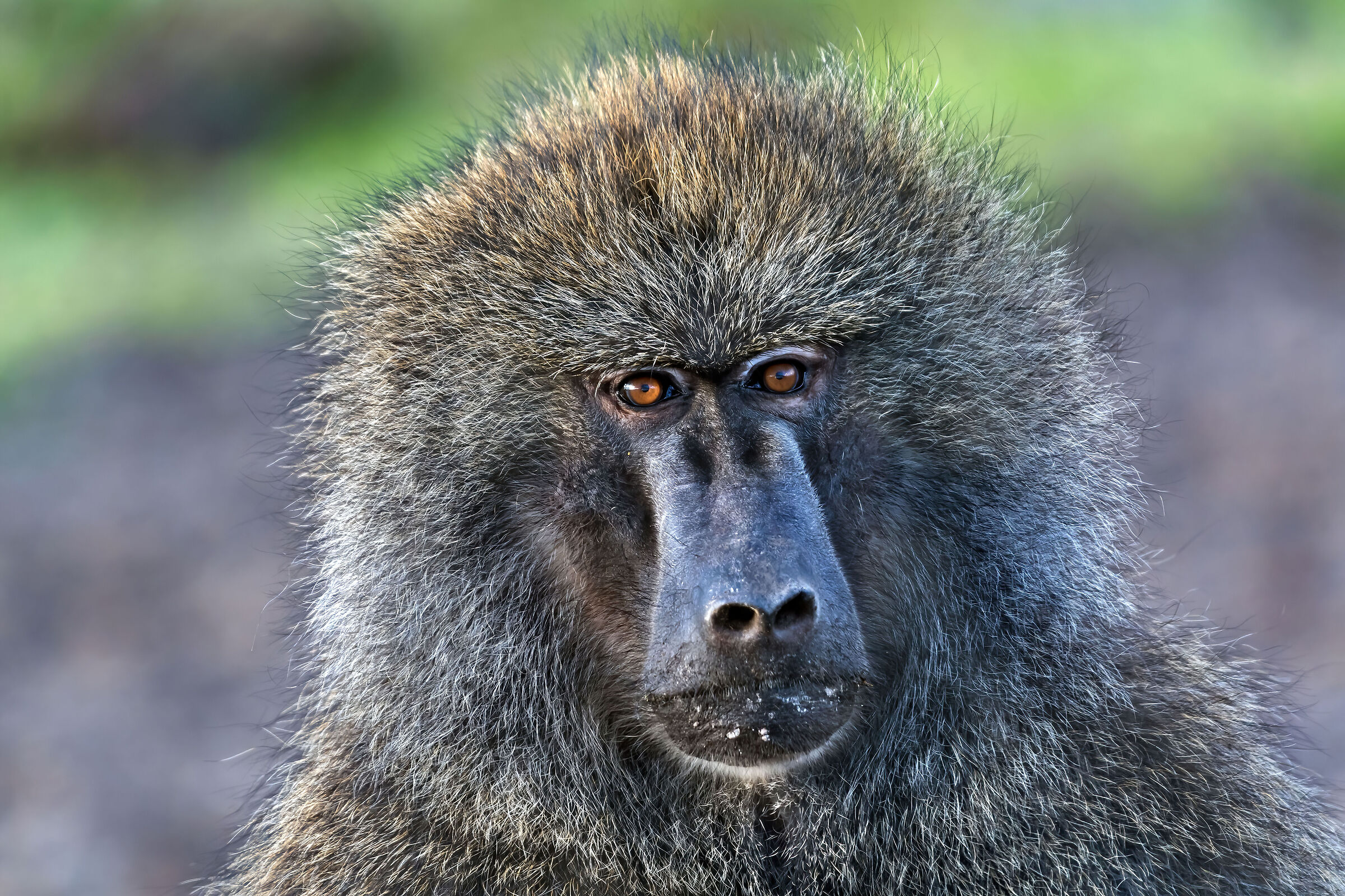 Olive Baboon...