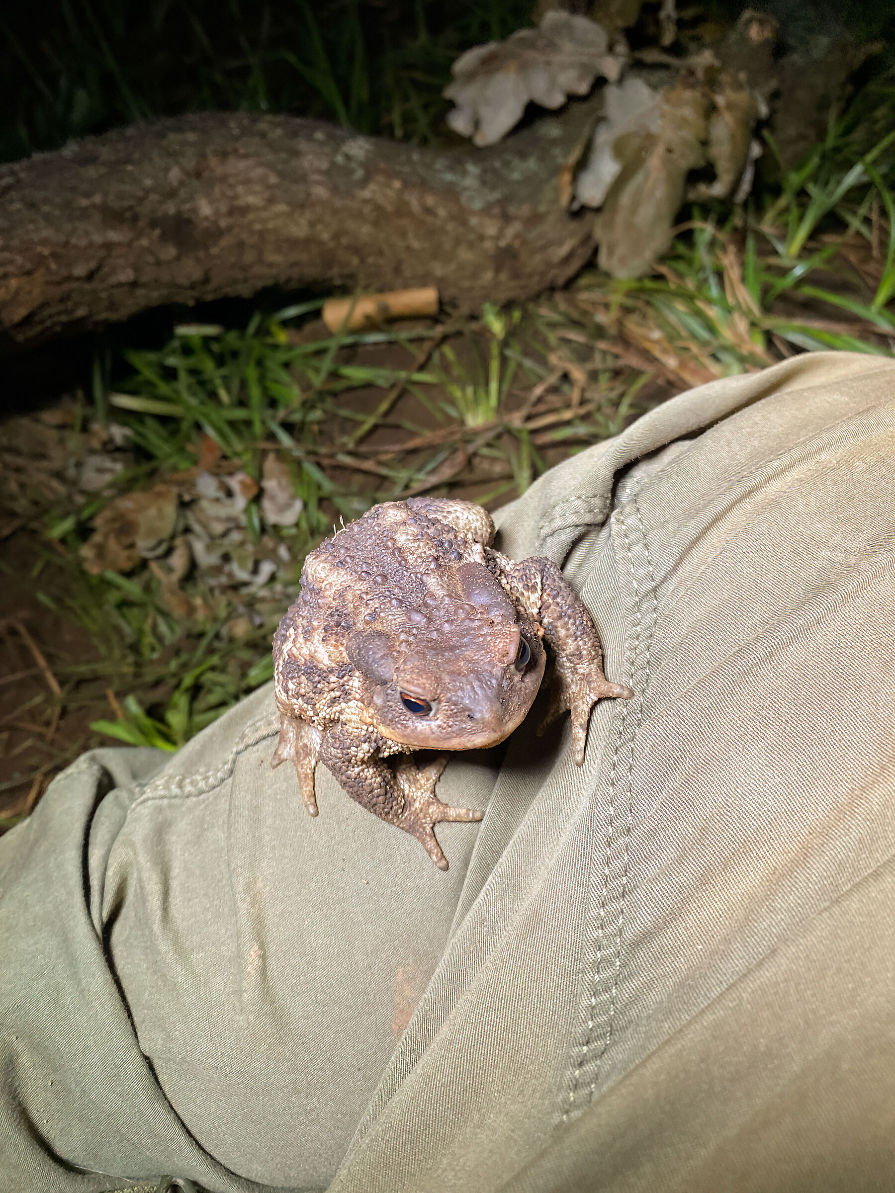 The confidant toad...