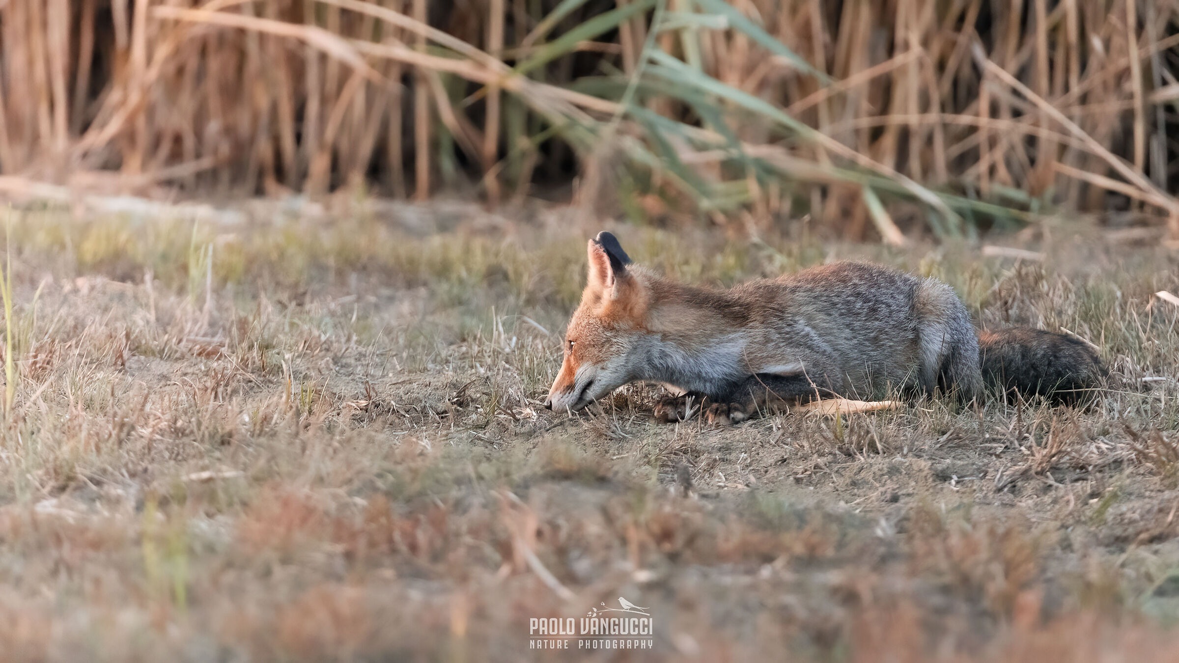 Let's enjoy this sunset (Red fox - Vulpes vulpes)...