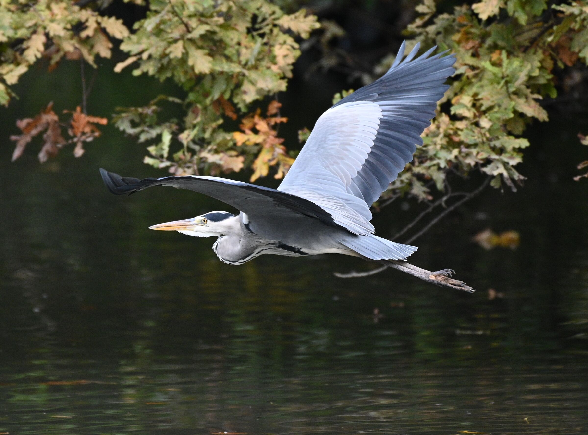 The flight of the heron ...