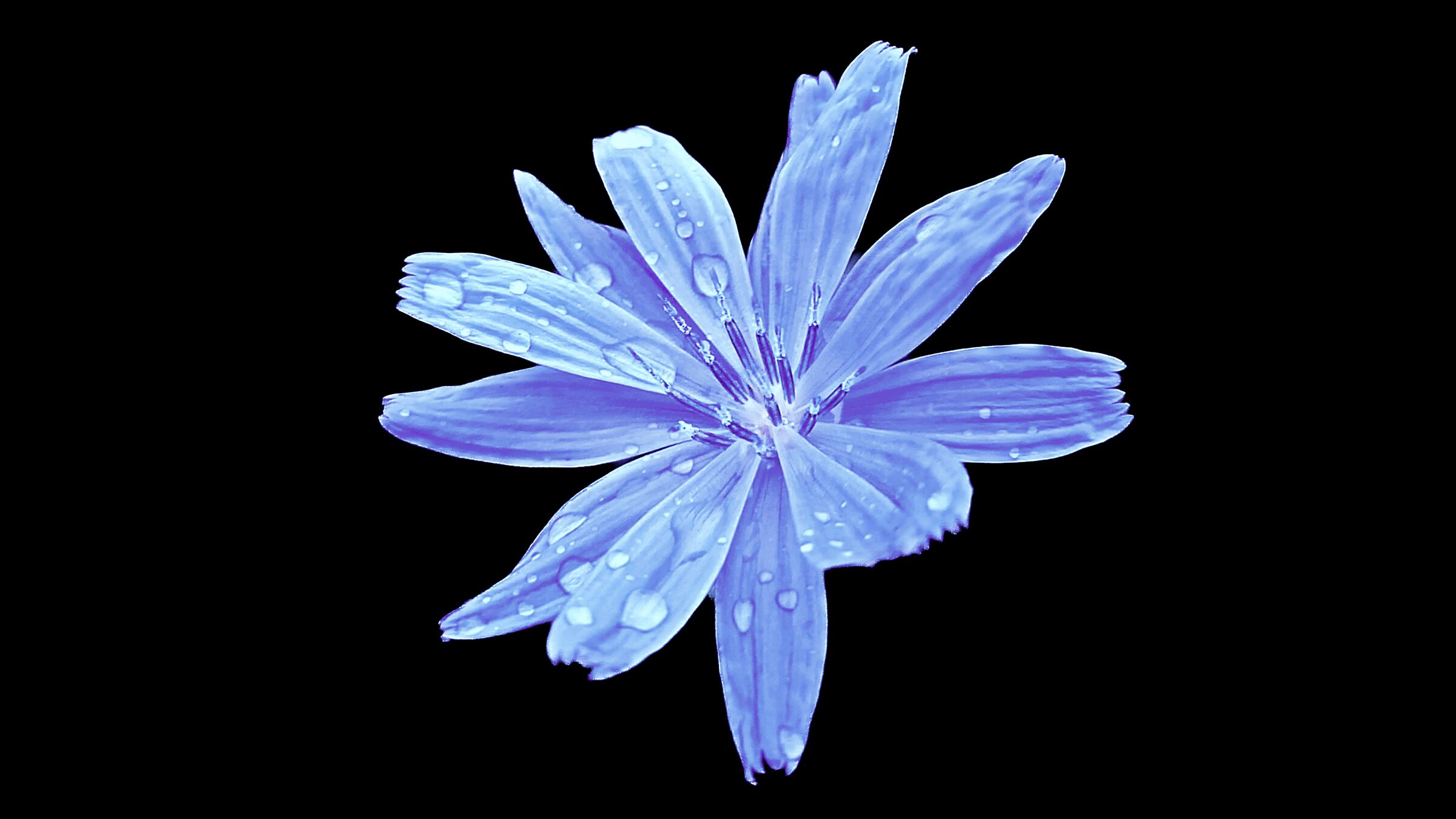 Chicory flower...