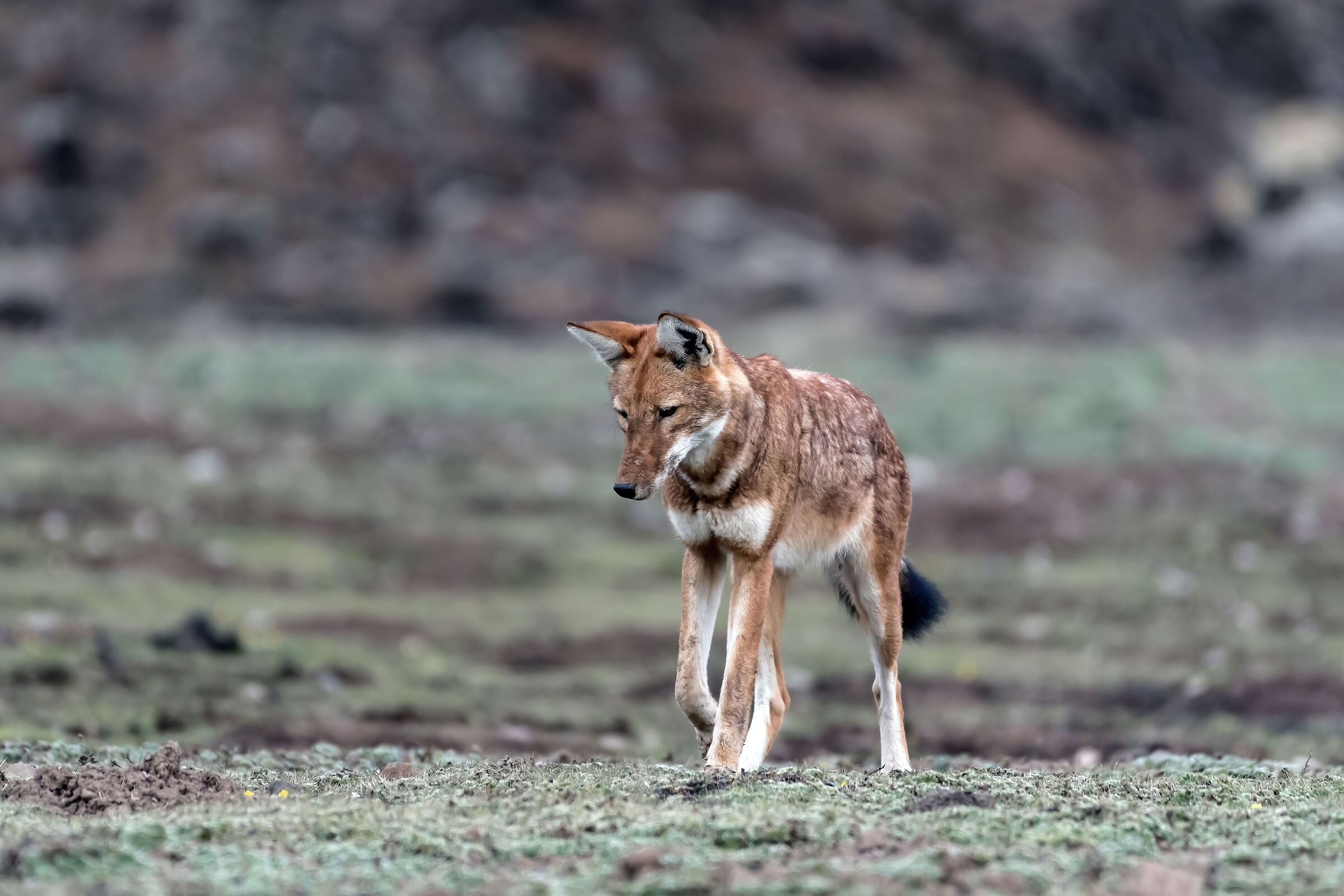 Lupo etiope (Canis simiensis), Simien Wolf...